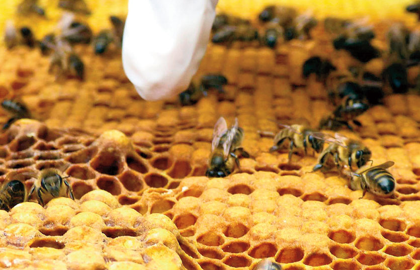 Les ruchers sont désormais sous haute surveillance. Photo archives LNC