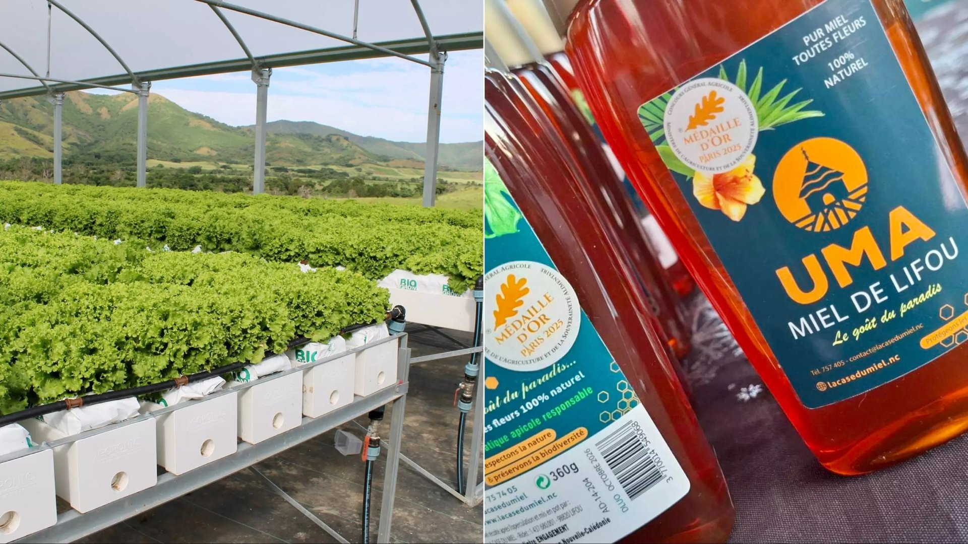 100 millions de francs pour Agrilogic et La Case du miel, qui valorisent la biodiversité calédonienne