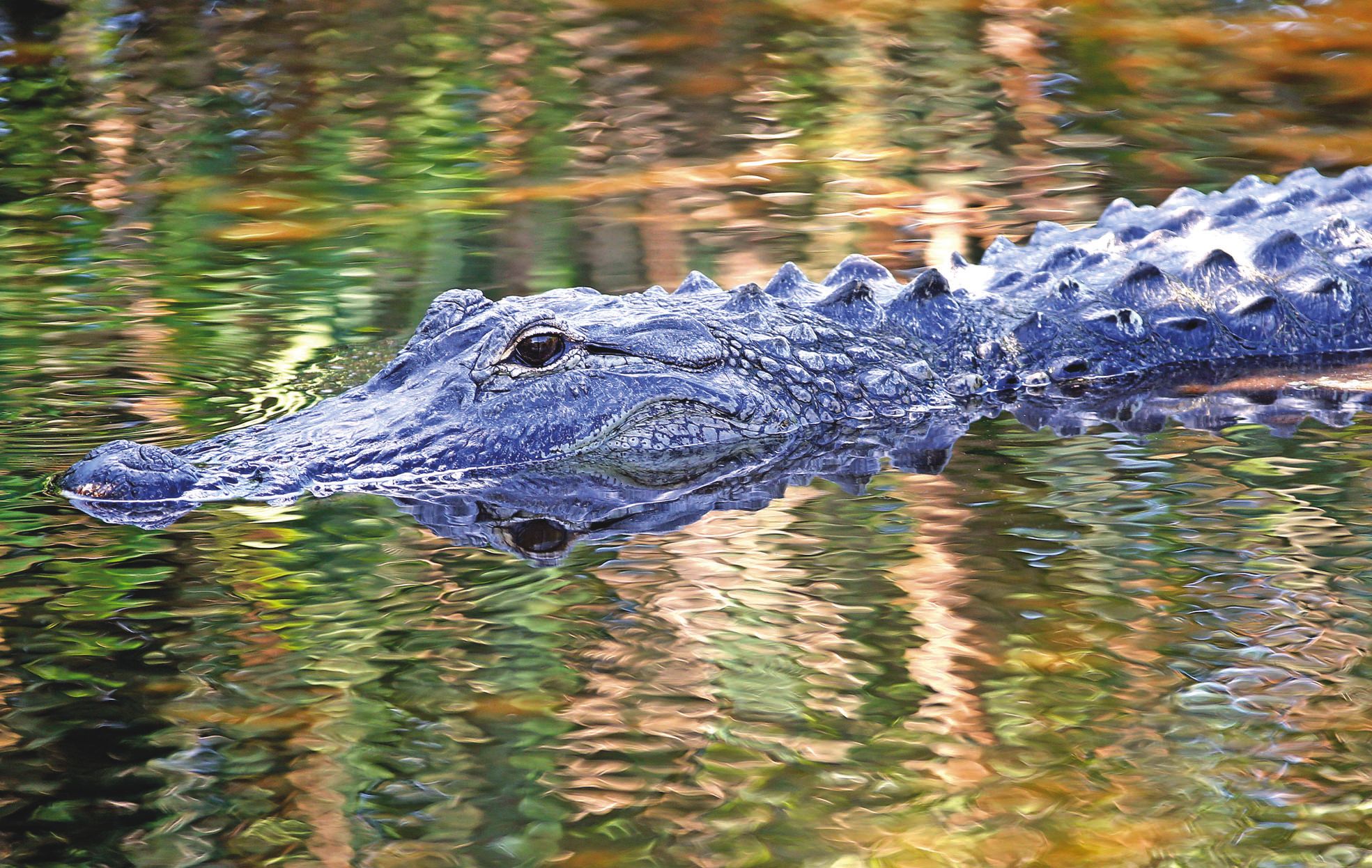 Floride, avril 2016. C’est un alligator tel que celui  photographié ici qui a attaqué le petit garçon.