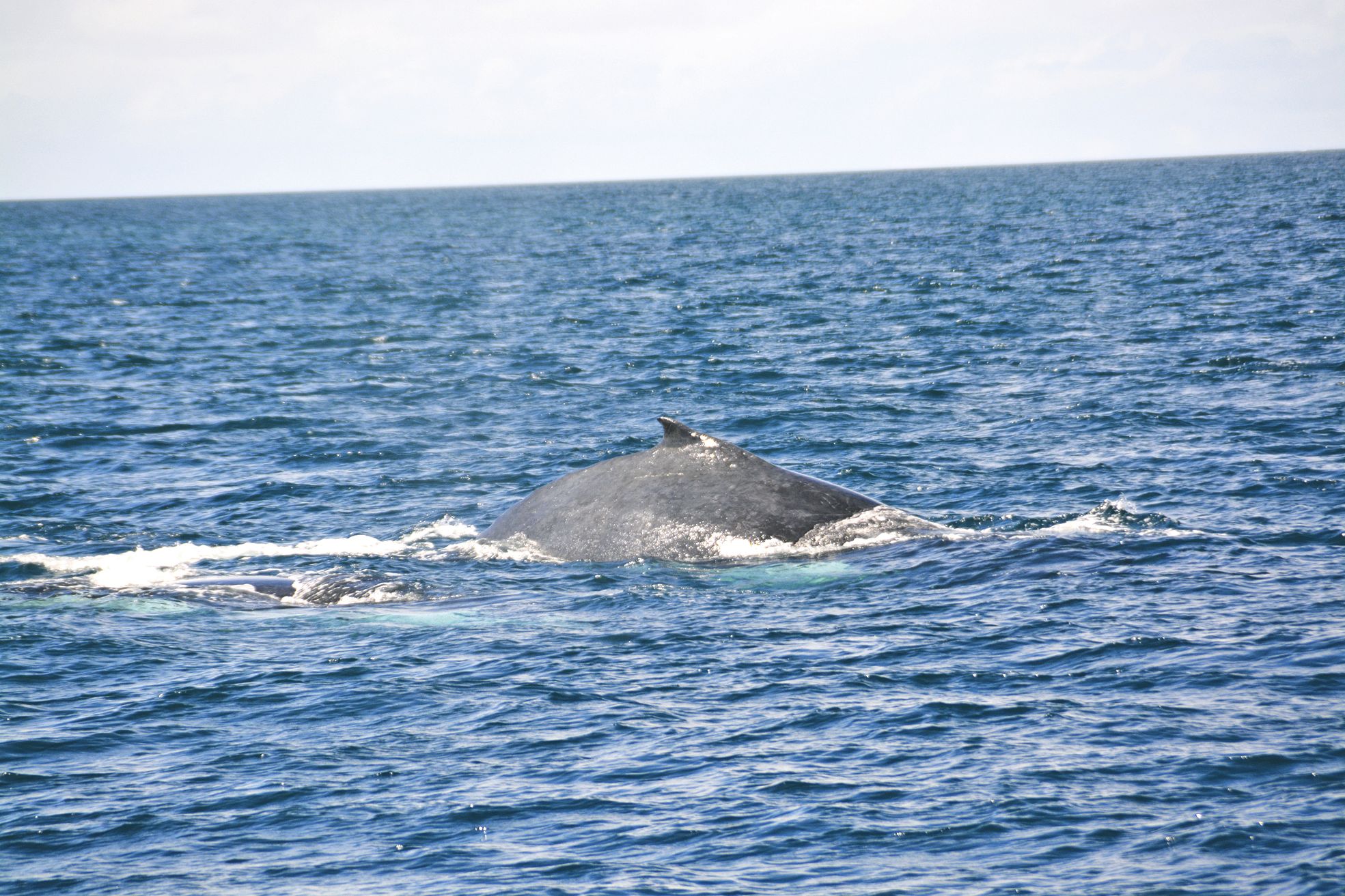 La baleine à bosse a été baptisée ainsi car avant de plonger elle arque fortement le dos, formant une grosse bosse à la surface