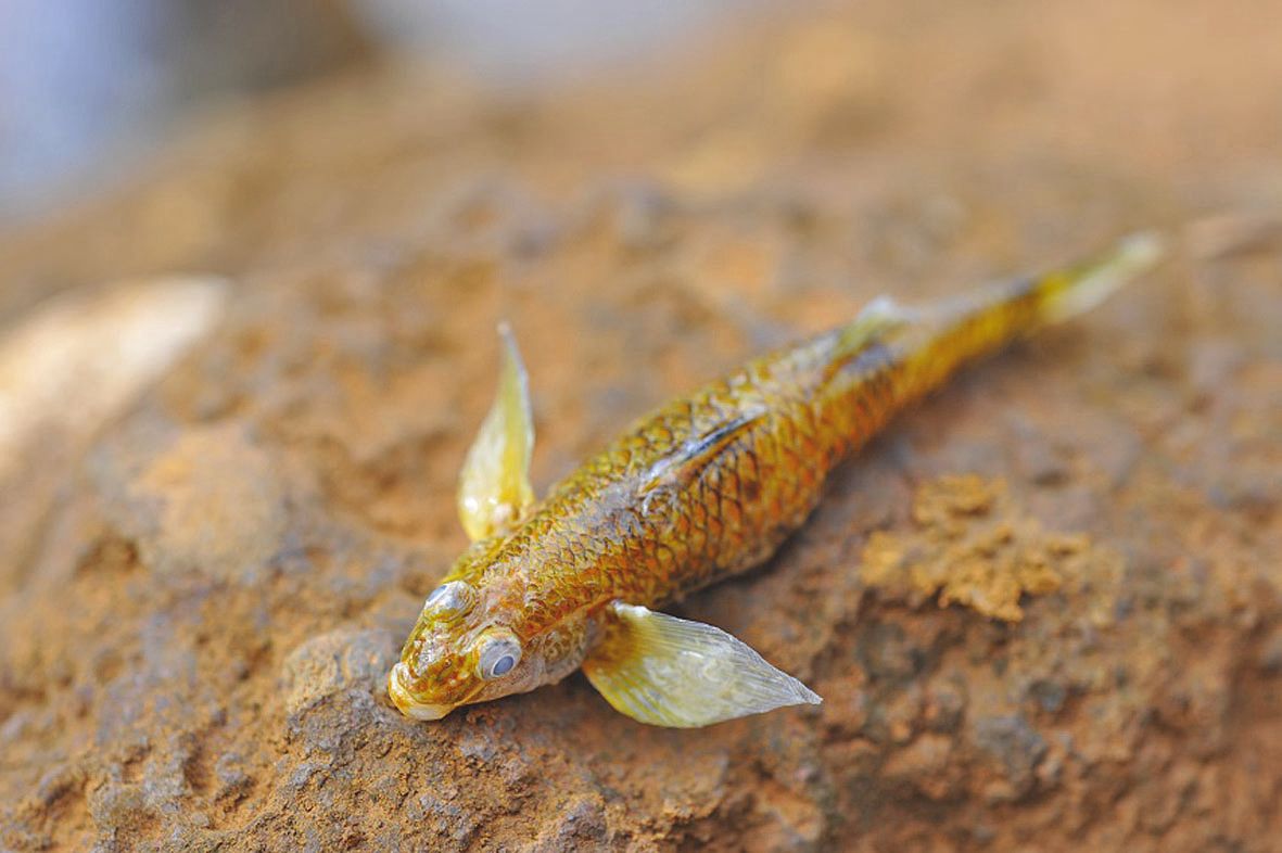 Un gobie Attiti. Après les accidents environnementaux de 2009 et 2014, plusieurs spécimens avaient été envoyés au MNHN, pour que soient étudiés leurs otolithes.