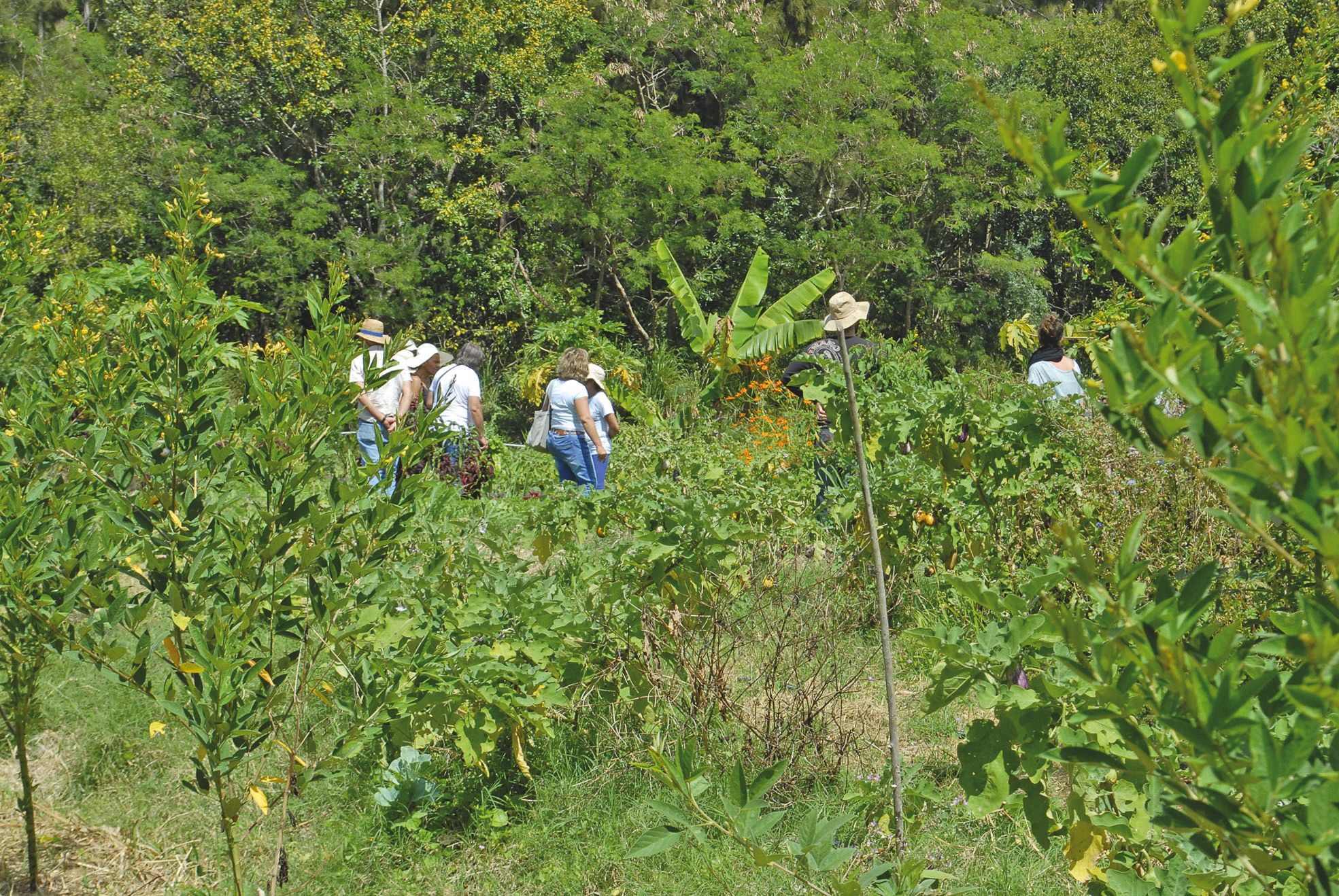 Derrière l’apparent désordre du jardin, où la terre n’est  jamais mise à nue ou retournée, un « design » étudié.