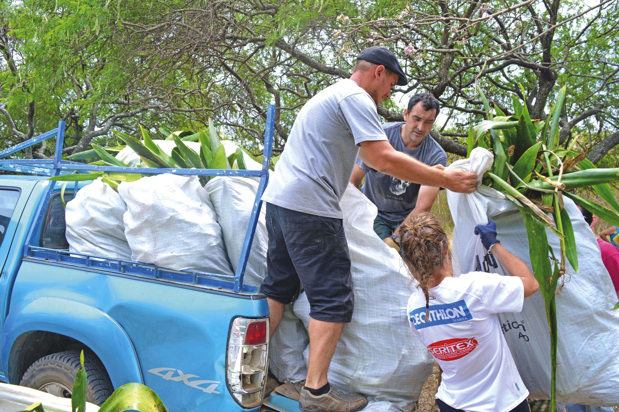Les sacs ont été chargés dans les bennes de pick-up à une vitesse impressionnante. De quoi se faire les bras…
