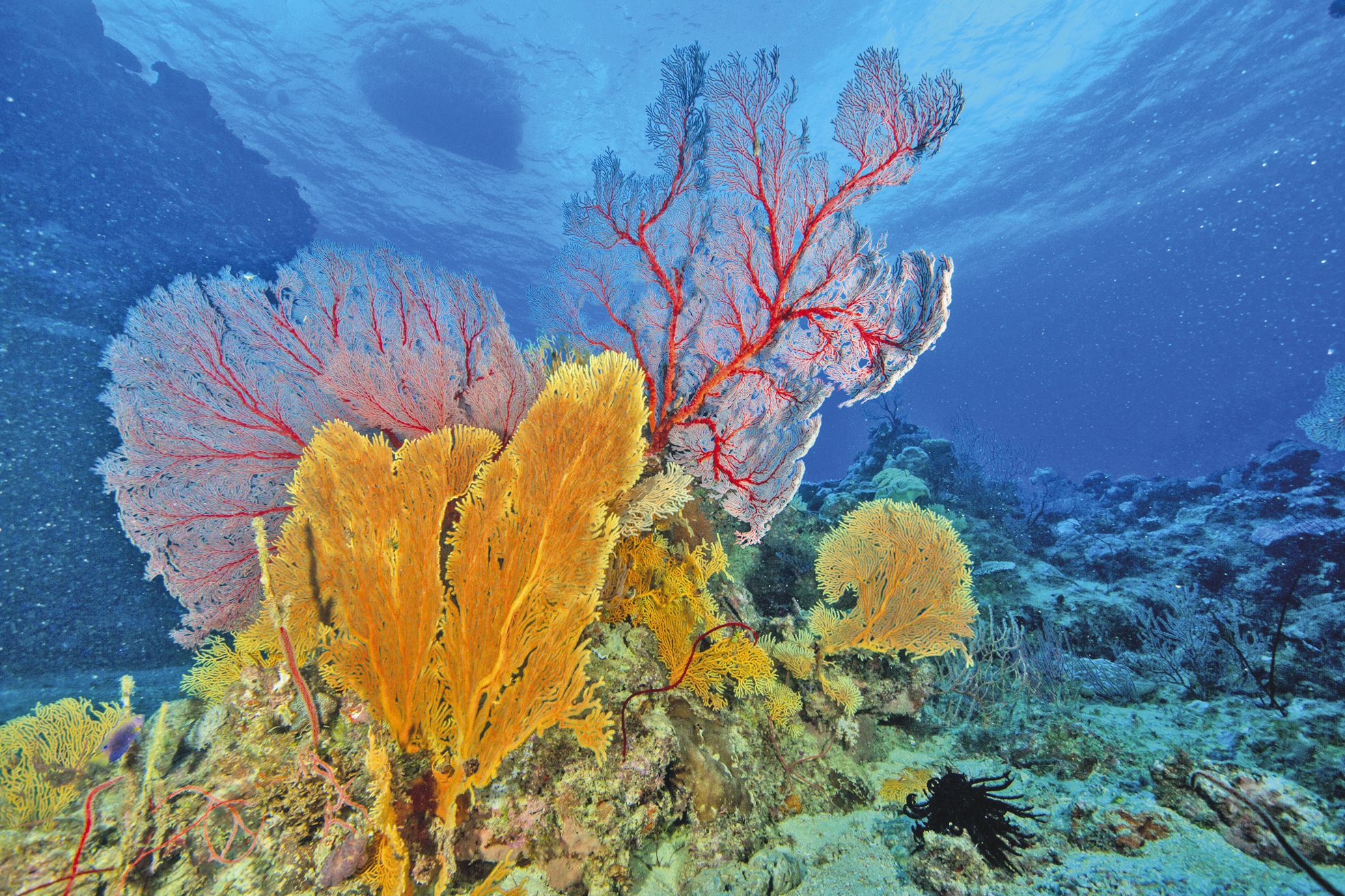 Les gorgones et les reliefs sous-marins constituent deux  caractéristiques principales des sites de plongée de Poindimié.