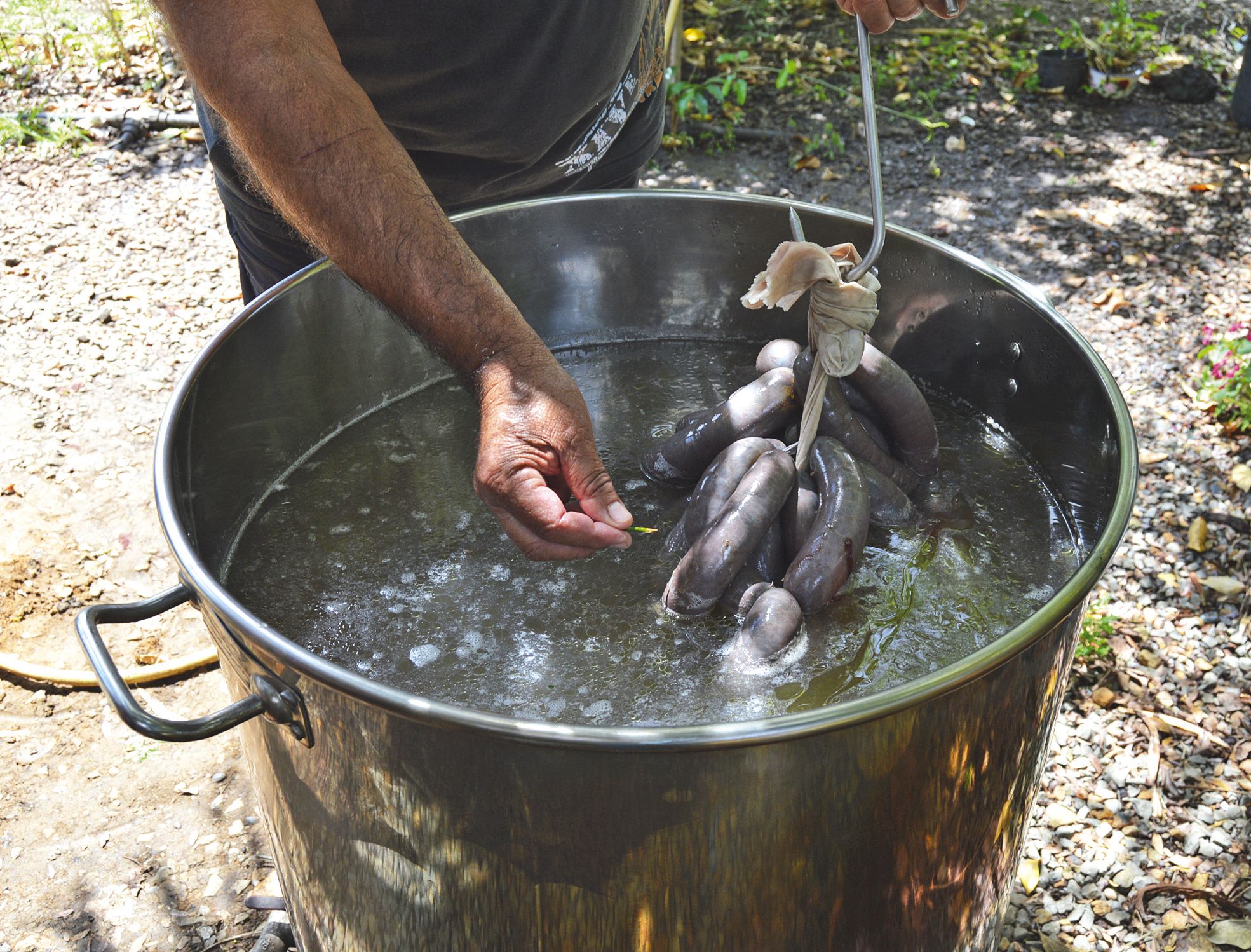 Dernière étape avant la dégustation. La petite aiguille dans la main de Narcisse sert  à vérifier la cuisson. Une fois cuit, le boudin noir aura perdu de sa couleur.