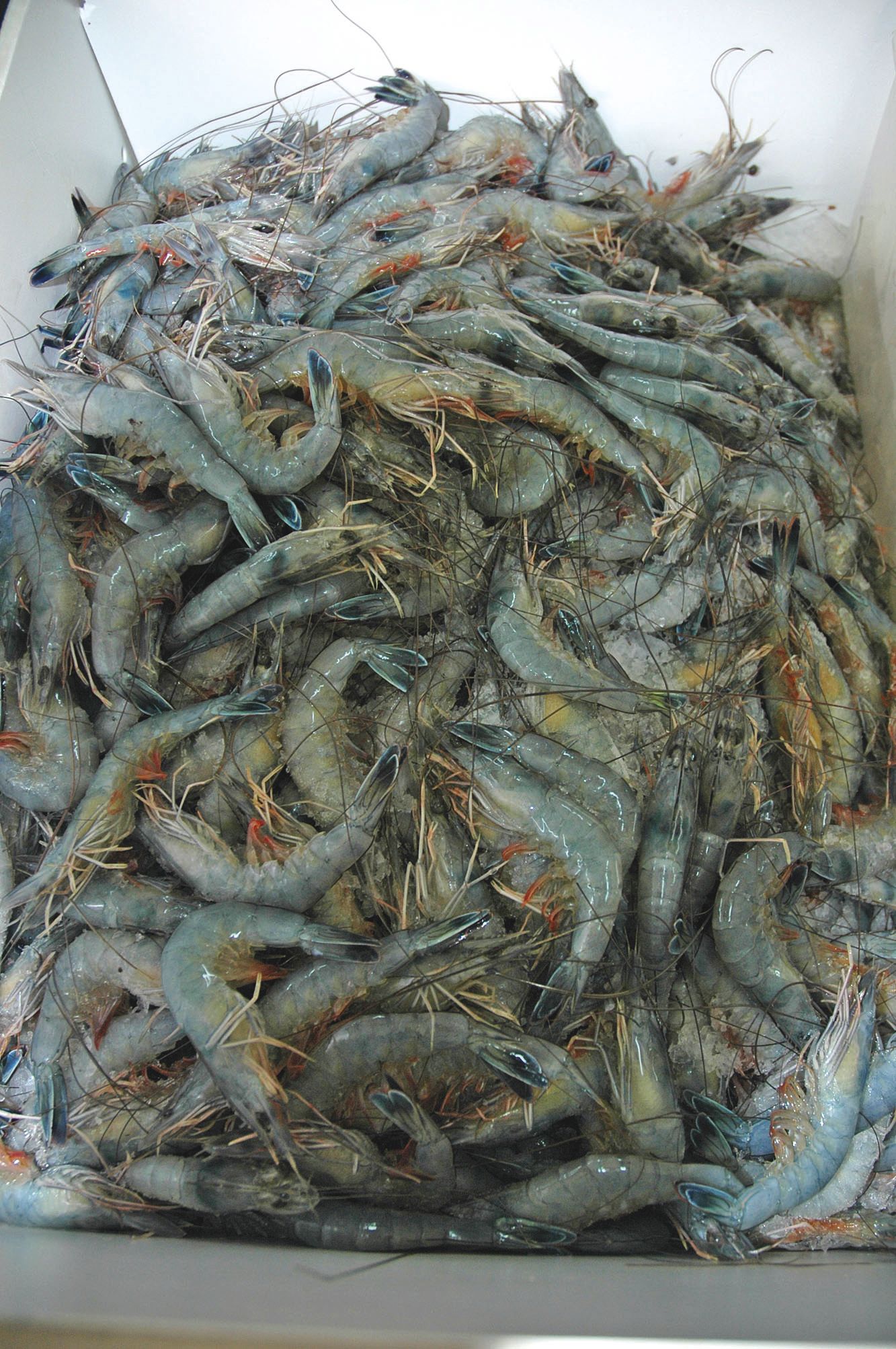 Neuf salariés de Sodacal, qui produit plus de 300 tonnes de crevettes par an, ont dérobé des centaines de kilos de crustacés en trois mois. « Un pillage en règle », selon le procureur.