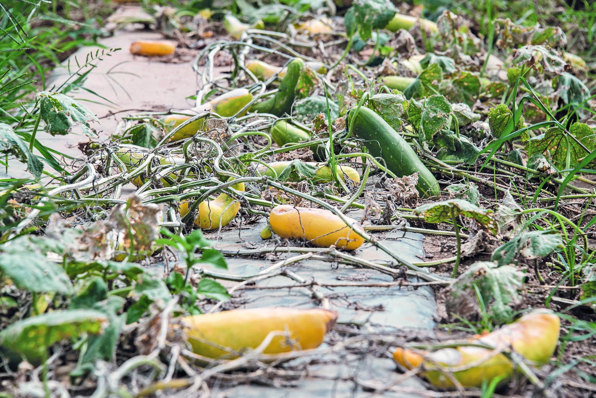 Comme ces concombres et ces choux qui pourrissent au sol, rien n’a pu être sauvé sur les 120 hectares du Domaine de Téné, le plus gros maraîcher du Caillou, situé route de la Tarodière. D’autres ont aussi été touchés sur la route de Bouirou.