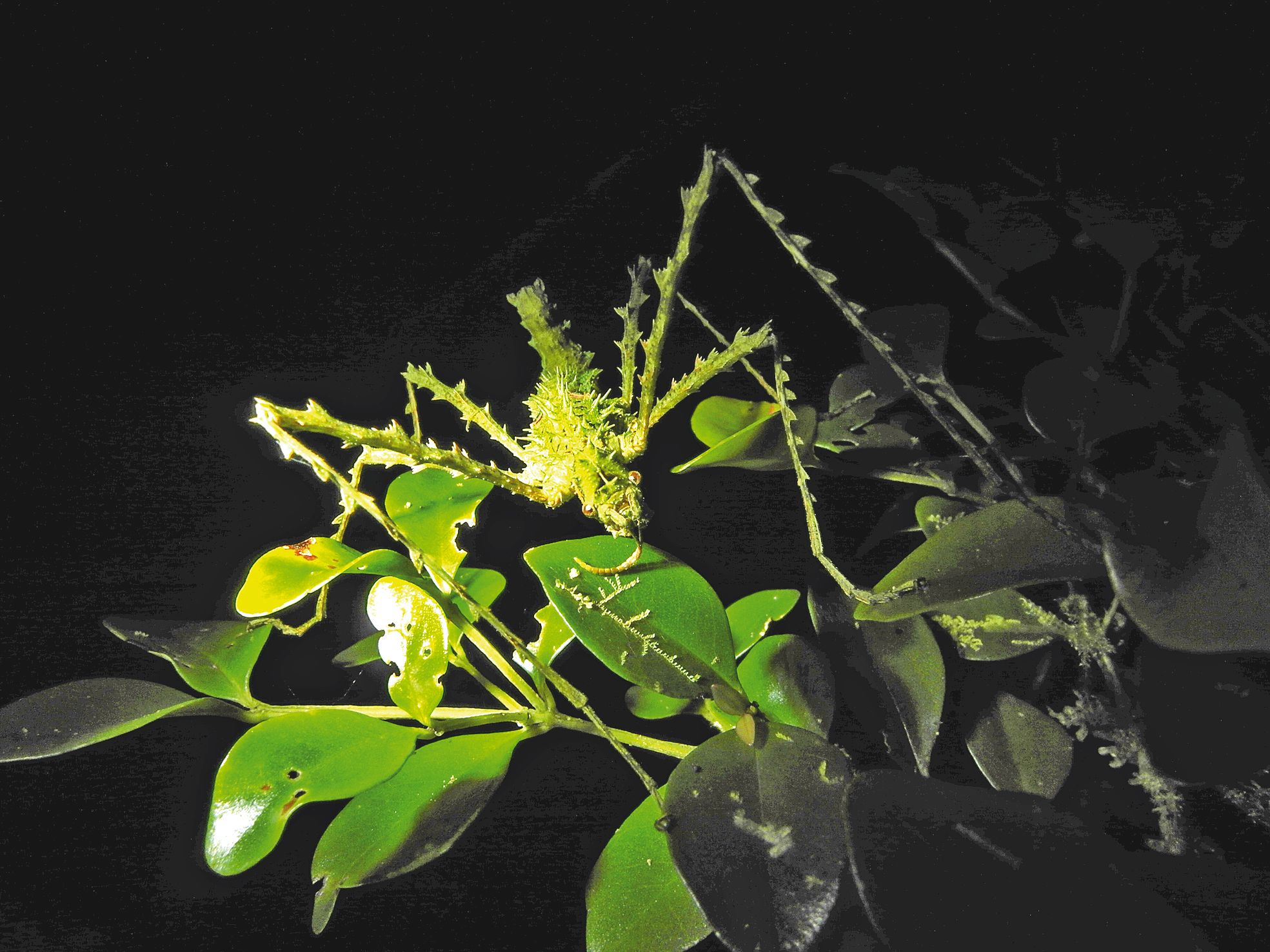 Un Cnipius hyrta, ou phasme, observé par les entomologistes de l’équipe d’Olivier Pascal. Deux nouvelles espèces de phasmes ont été identifiées dans les forêts de la Côte oubliée.