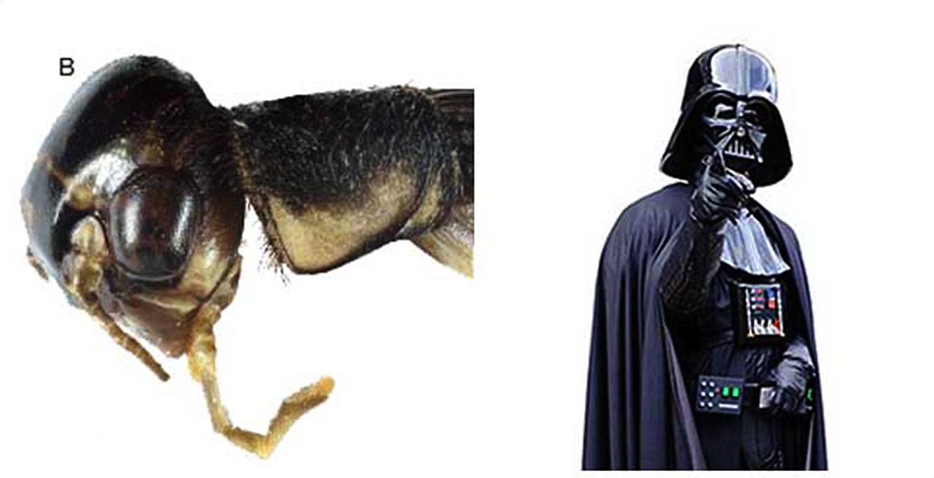 Le Lepidogryllus darthvaderi a été nommé ainsi en référence à Dark Vador, héros sombre de la saga Star Wars de George Lucas.