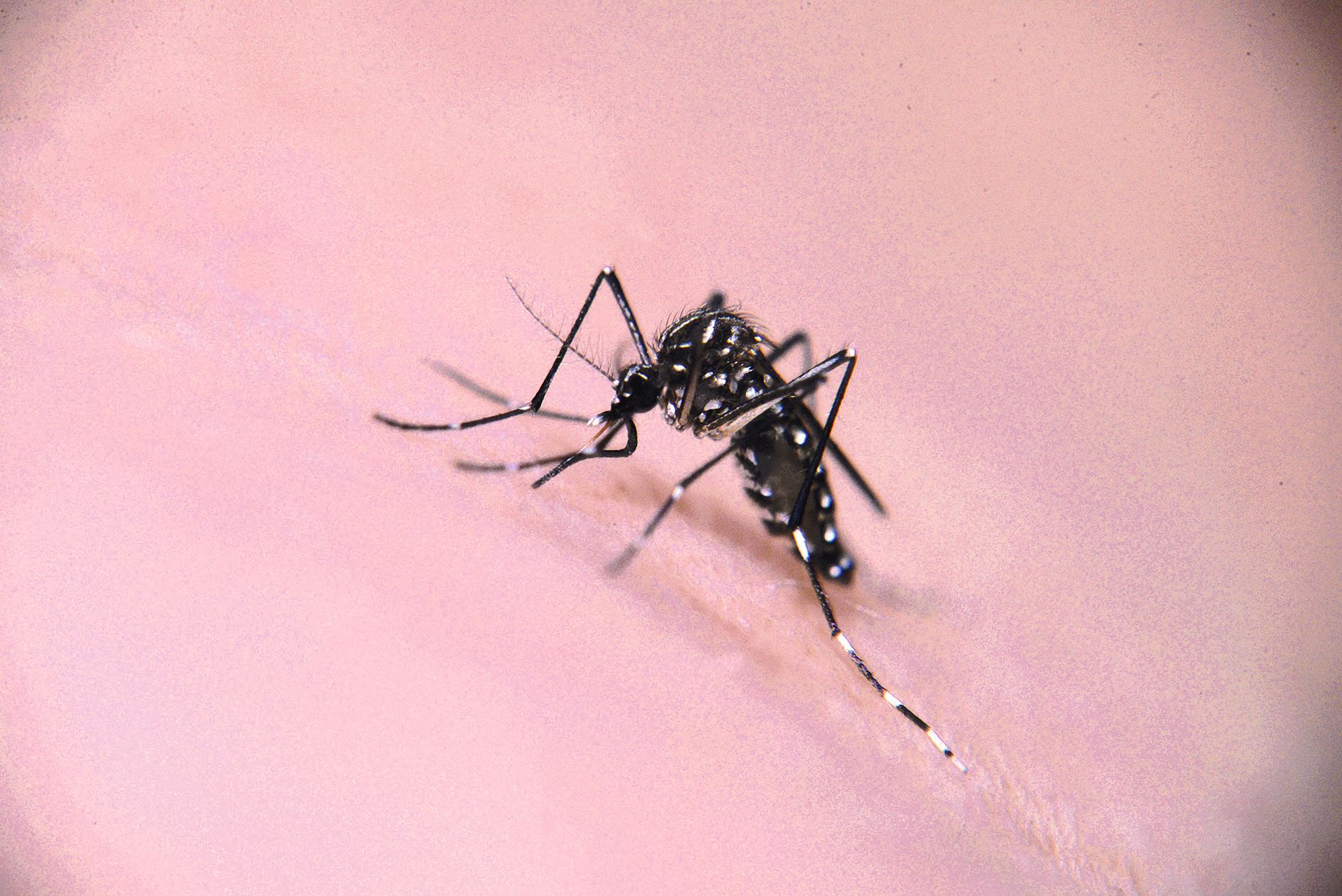 La grande crainte des autorités sanitaires est la dengue de type 2, celle qui fait actuellement des ravages au Vanuatu. Les passagers arrivant de Port-Vila sont systématiquement observés à La Tontouta par une caméra capable de déceler la fièvre.