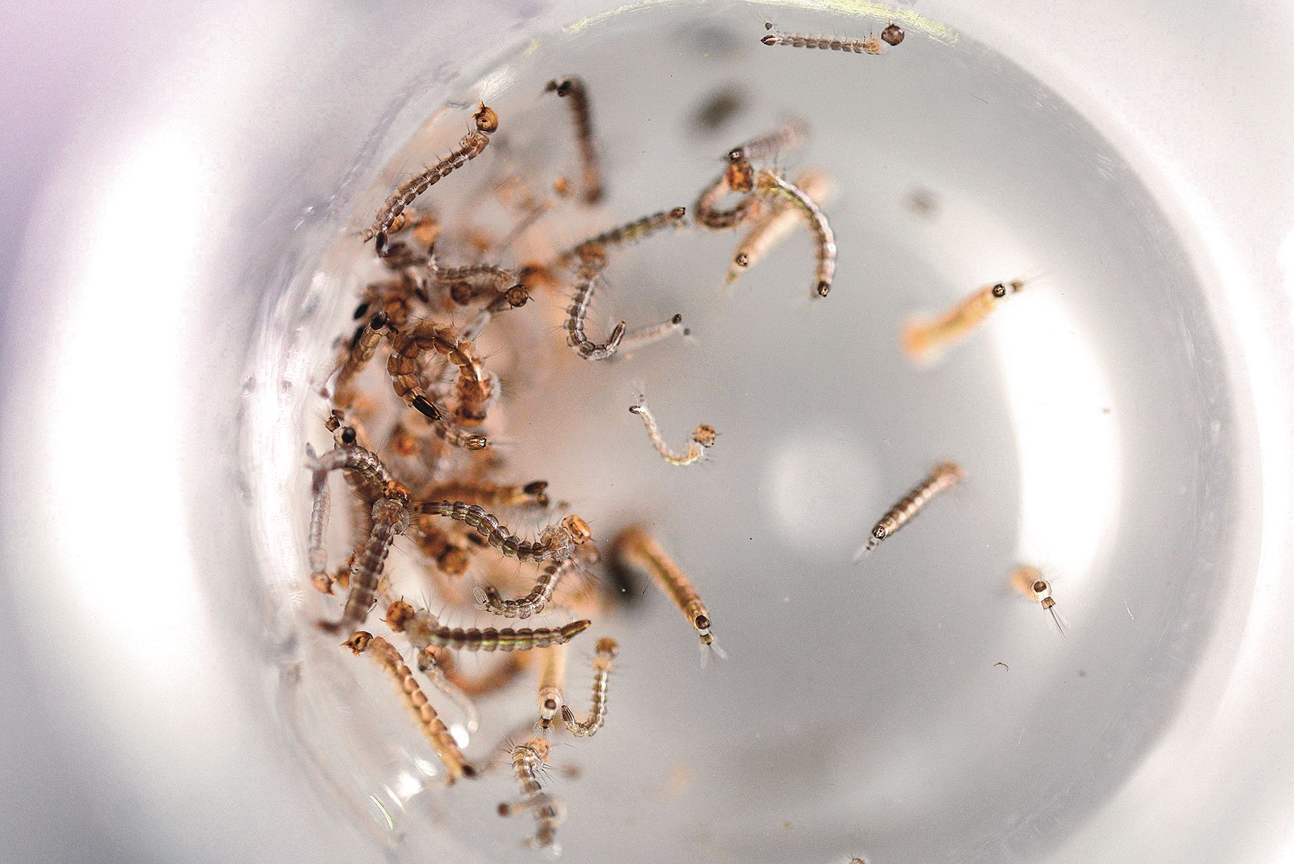 Le Zika est soupçonné de causer des troubles neurologiques,  le syndrome de Guillain-Barré, et des malformations congénitales.