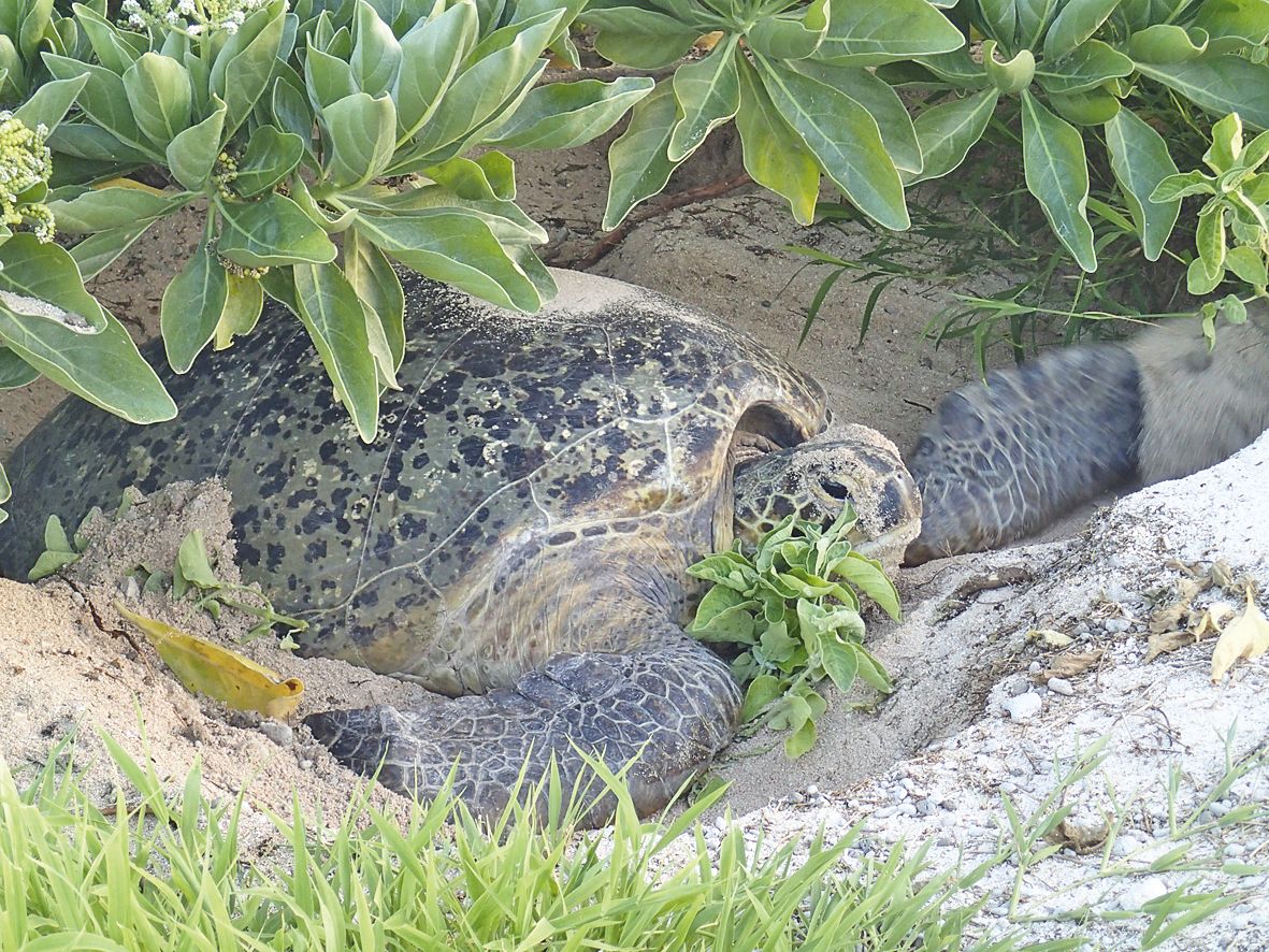 Les tortues vertes, menacées à l’échelle mondiale, sont victimes de la pêche et d’autres activités humaines.
