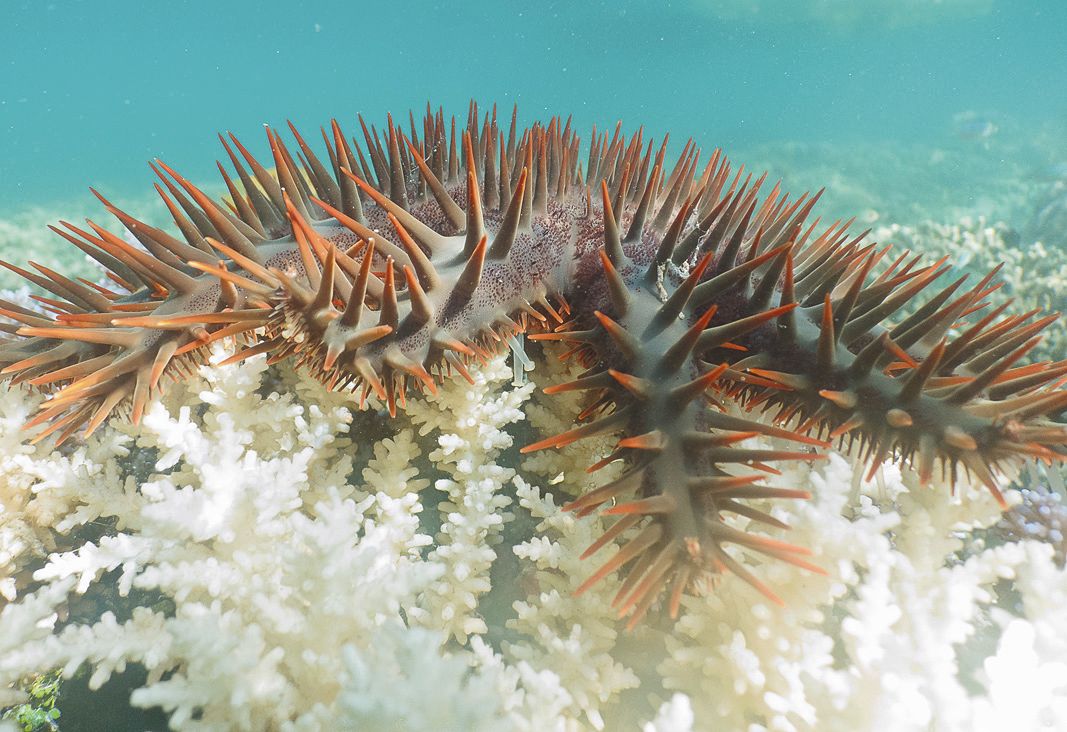 Les acanthasters, étoiles de mer dévoreuses du corail, figurent avec les  bénitiers, les trocas et les oursins sur la liste des invertébrés à contrôler.