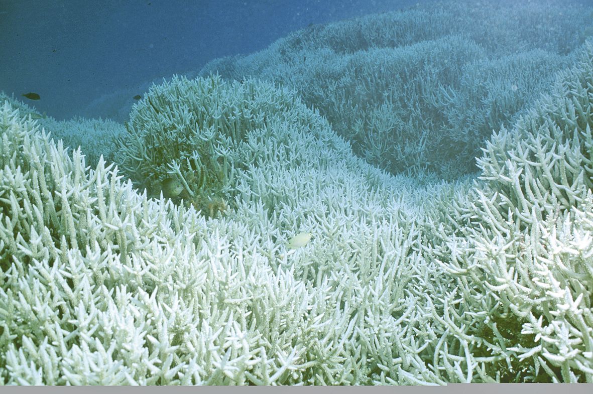 Un épisode massif de blanchissement du corail a frappé les récifs en 2016. Les bénévoles ont contribué à répertorier les sites les plus touchés.  