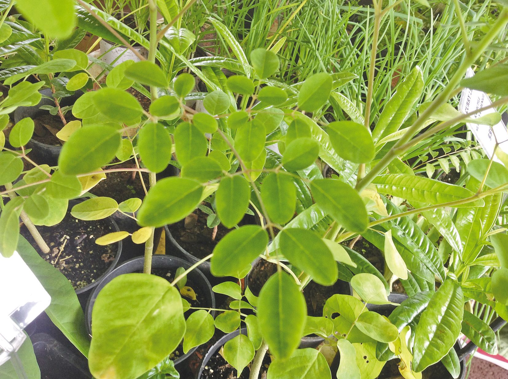 Le plant de moringa peut être planté à proximité des papayers.  Une sécurité, selon Frédéric, pour le voir bien grandir et s’épanouir.