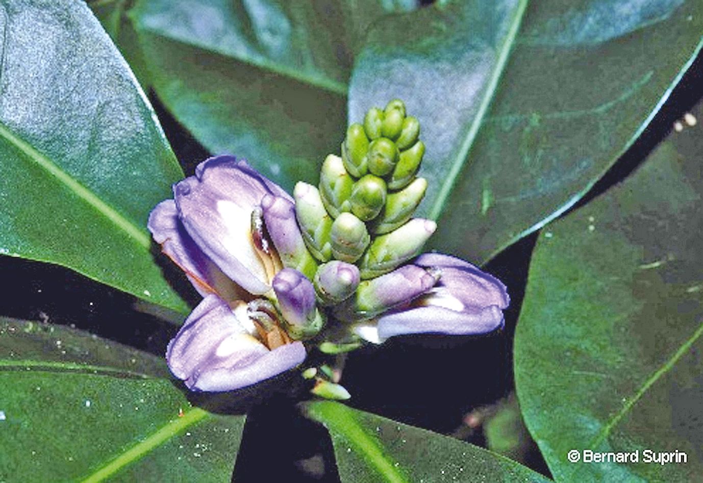 L’acanthus ilicifolius est utilisée au Vanuatu pour soigner certaines diarrhées de l’enfant allaité. Le jus des feuilles est donné à boire soit à l’enfant, soit à la mère qui allaite.