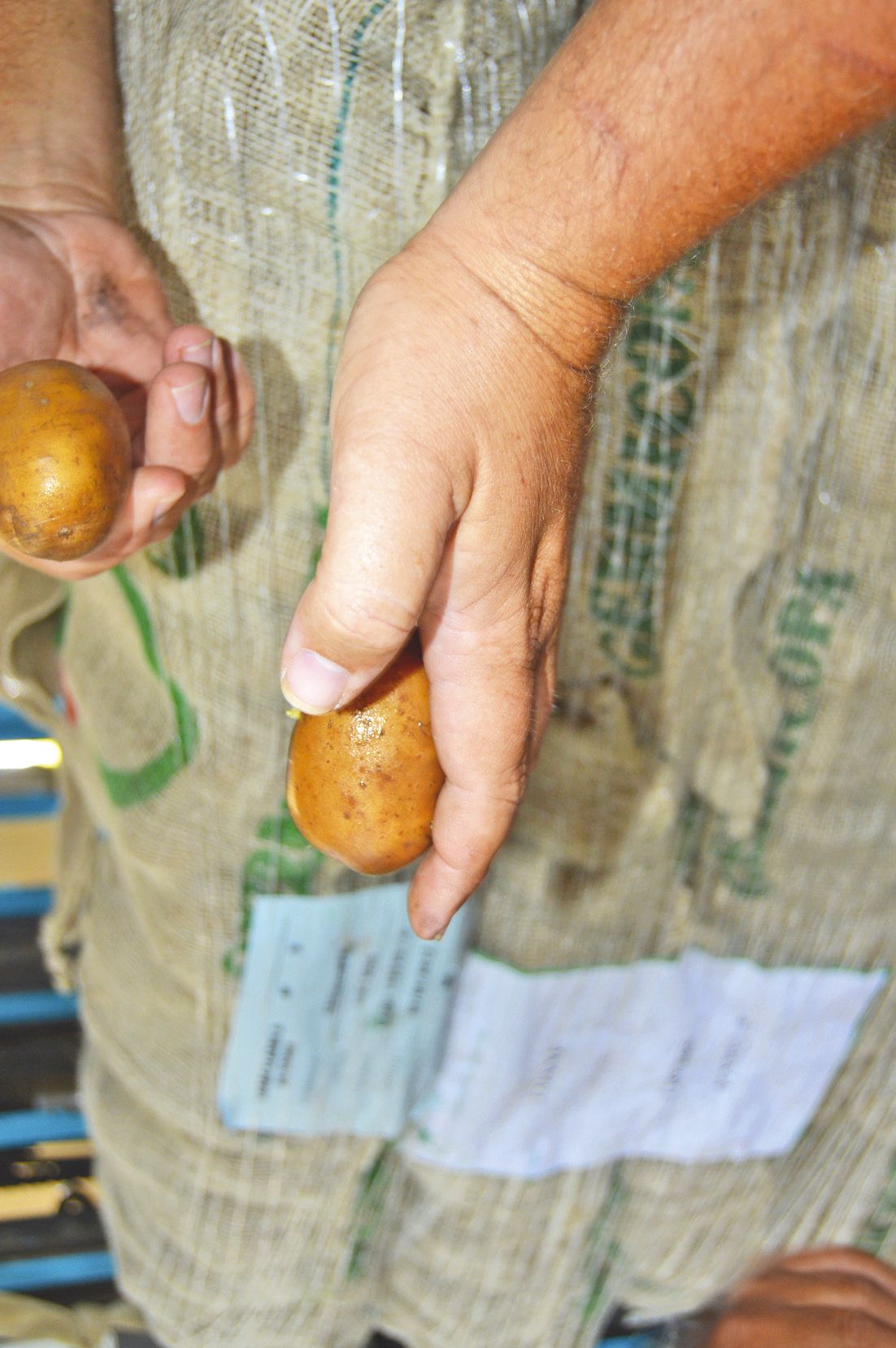 Des semences de la variété Loane dans la main de Christophe Courtot. L’an dernier, des Chérie et des Atlas avaient été plantées.