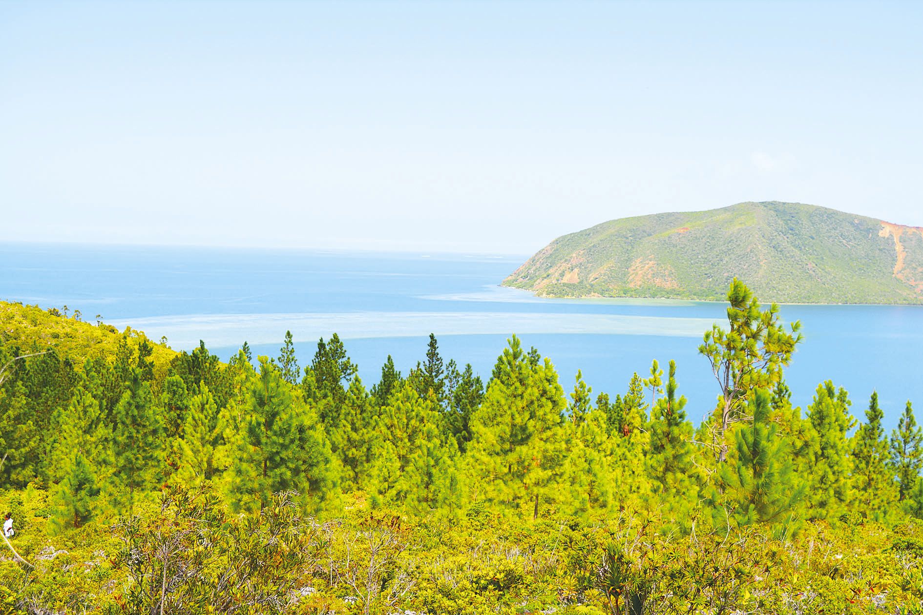 Depuis la première campagne d’abattage, en septembre dernier, la colonisation du pinus est stoppée, mais il reste encore quatre années de travail avant d’éradiquer l’arbre de l’île.