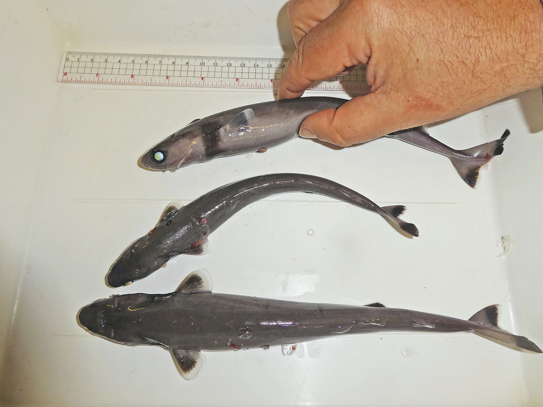 L’animal chasse en embuscade, prélevant des rondelles de chair  de grands animaux marins à la surface. 