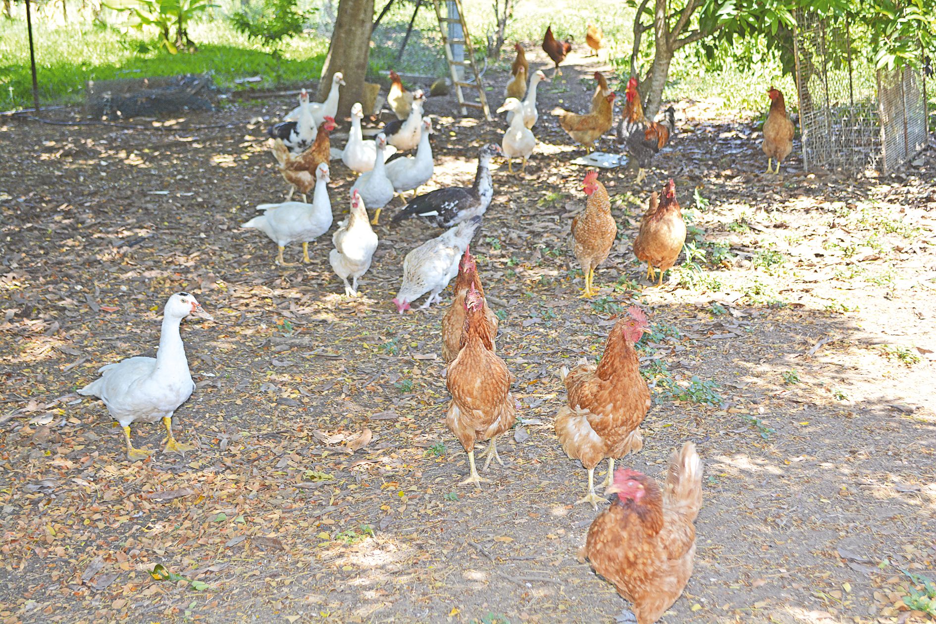 En plus de la petite basse-cour d’élevage, le champ de vanille ne manquera pas de susciter la curiosité des pensionnaires.