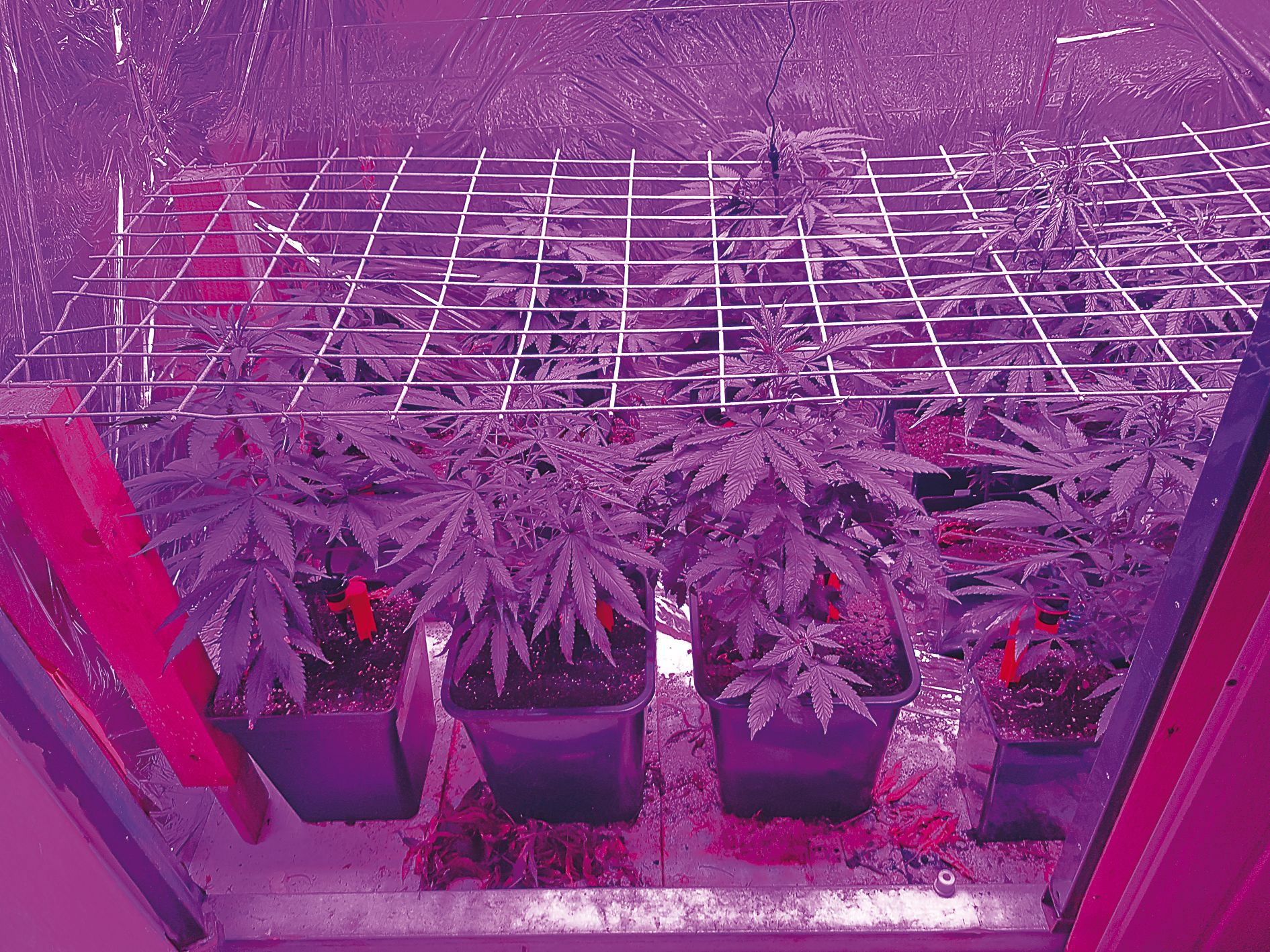 Le cannabis était planté dans un engrais de bonne qualité, arrosé régulièrement par un système automatique et éclairé par des lampes à UV.