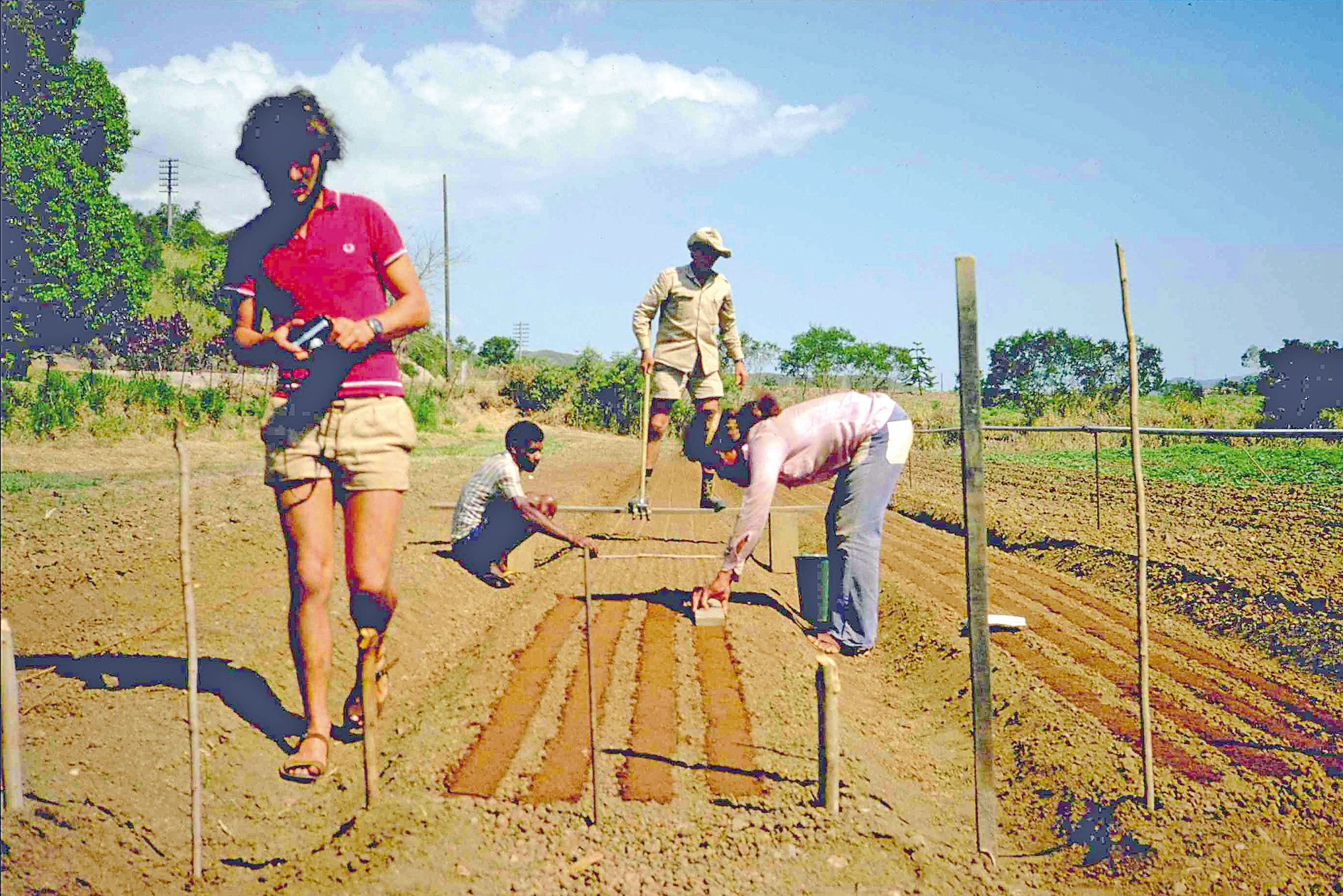 Les programmes de revégétalisation dans les années 70 avec le pinus,  espèce à croissance rapide devaient fournir de la pâte à papier pour l’Asie.