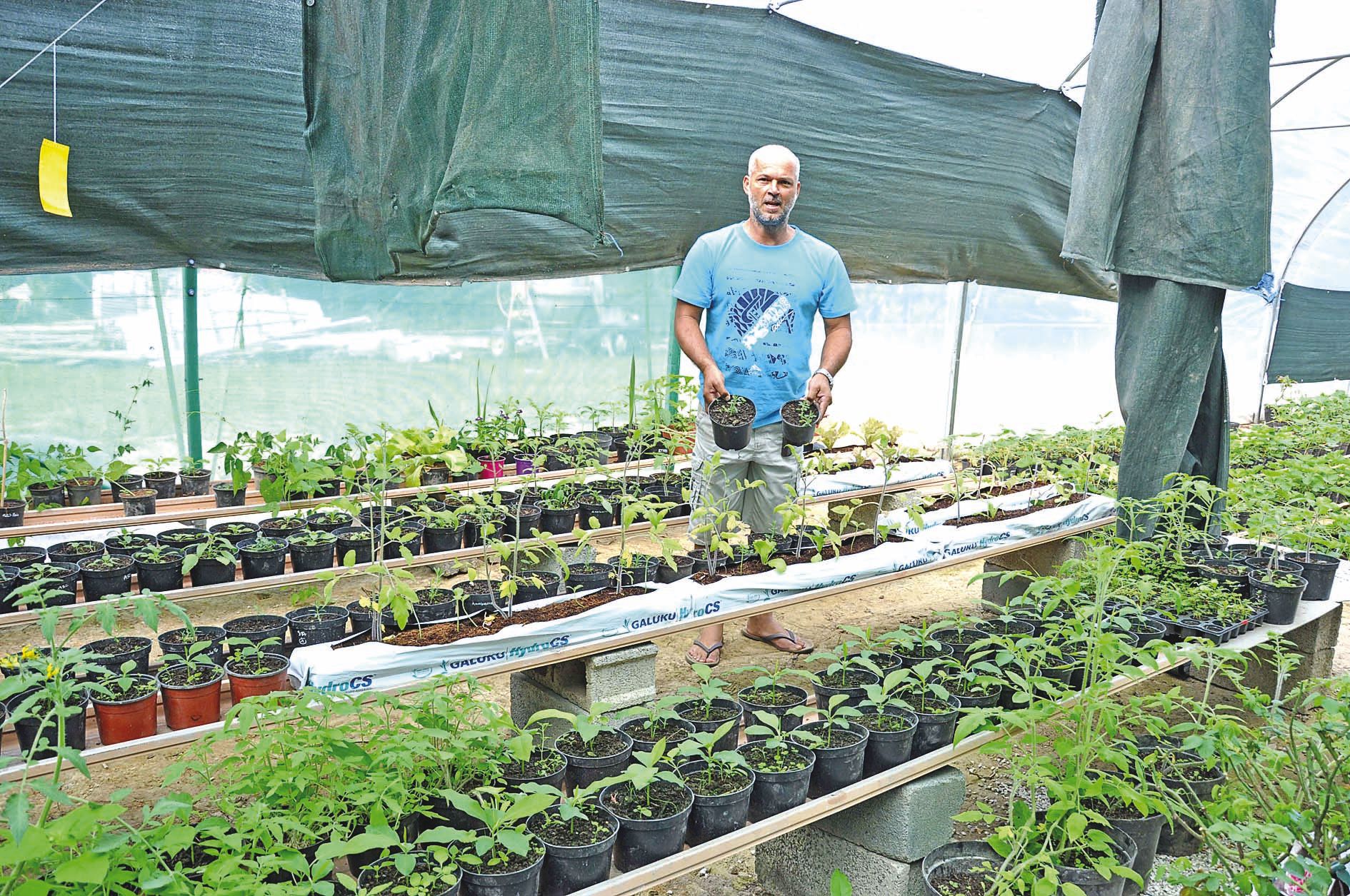 Dans ses serres, Jean-Pascal Baillif fait lever des plants de santal, d’ylang-ylang, de lavande mais aussi de fraisiers.