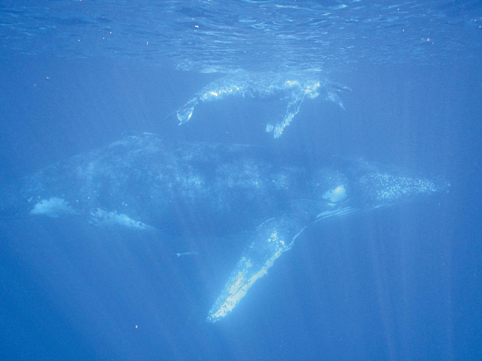 Les mêmes cétacés que la photo ci-dessus, mais vus sous l’eau.