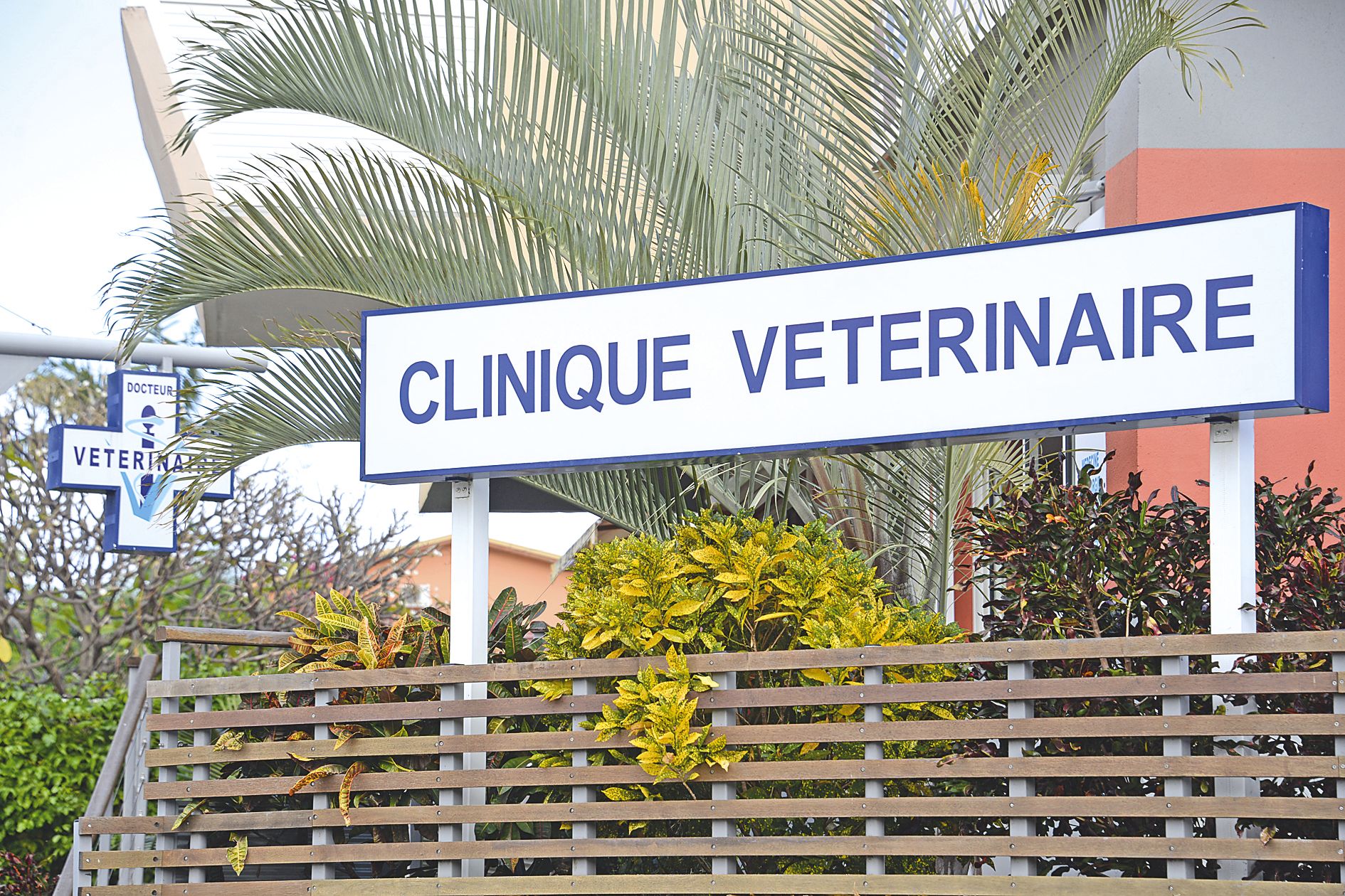 Il y a actuellement 70 vétérinaires qui exercent en Nouvelle-Calédonie, tous diplômés des écoles françaises.