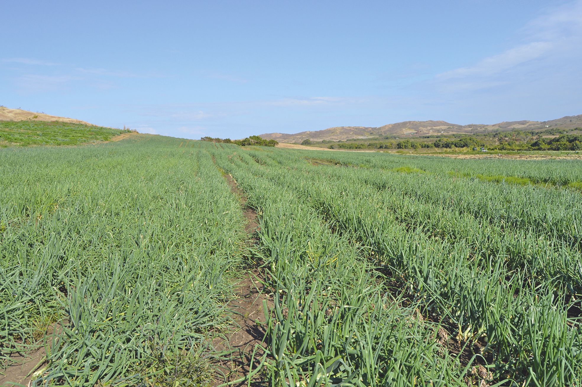 Cette parcelle doit attendre. Les oignons sont encore trop verts pour être ramassés.