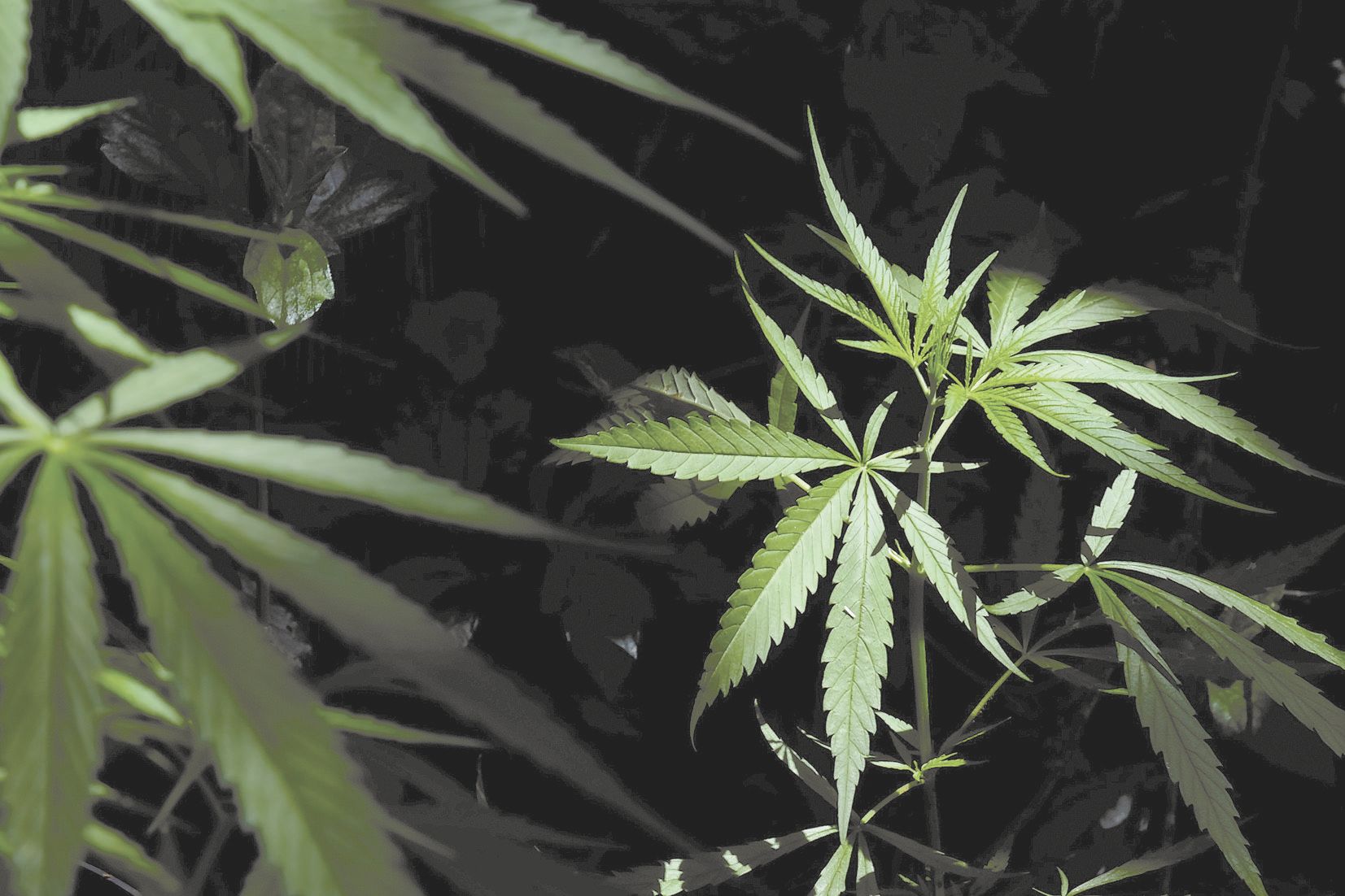 Lors de la perquisition chez le cannabiculteur, à Houaïlou, 300 grammes de cannabis, une vingtaine de pieds et une cinquantaine de plantules ont été retrouvés.