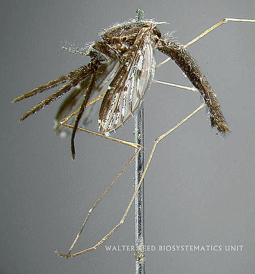 Réputé pour véhiculer le paludisme, l’anopheles bancroftii, est également vecteur de la filariose, encore présente en Polynésie, ou du virus Ross River, qu’on trouve en Australie.