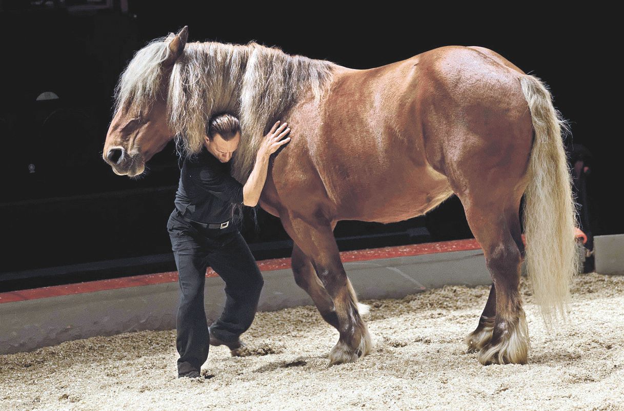 Ancien cavalier de rodéo, le Calédonien aime partager  la scène avec les chevaux.