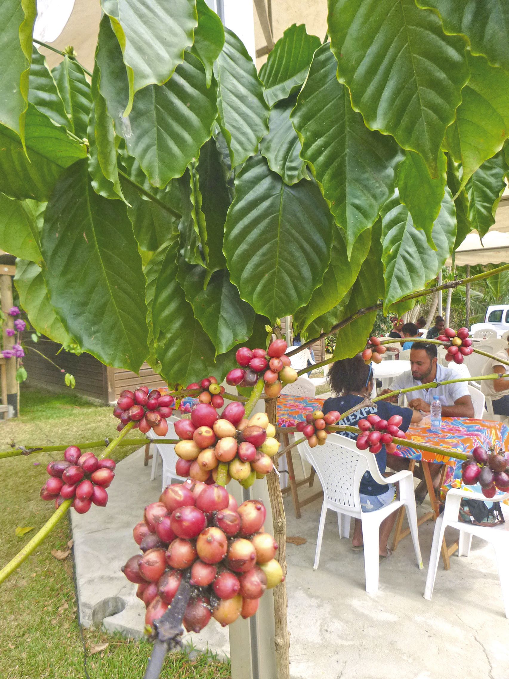 Le café était bien présent, de la cerise à la tasse.
