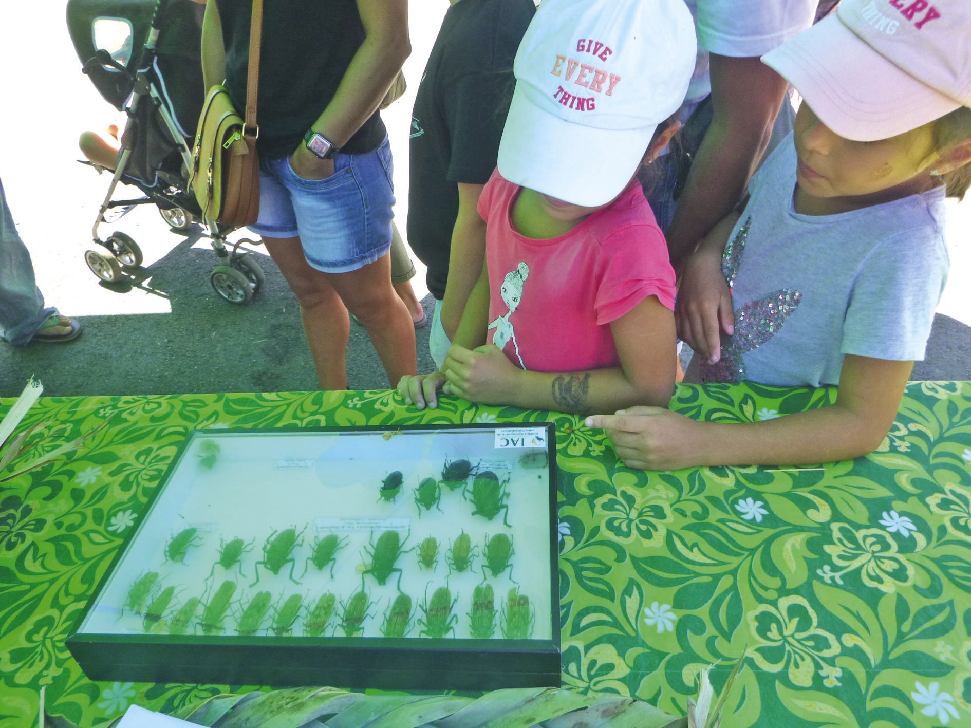 Une boîte prêtée par l’IAC (Institut agronomique néo-calédonien) a permis d’en savoir plus sur les adultes des vers de bancoule (au centre) et sur leurs cousins.