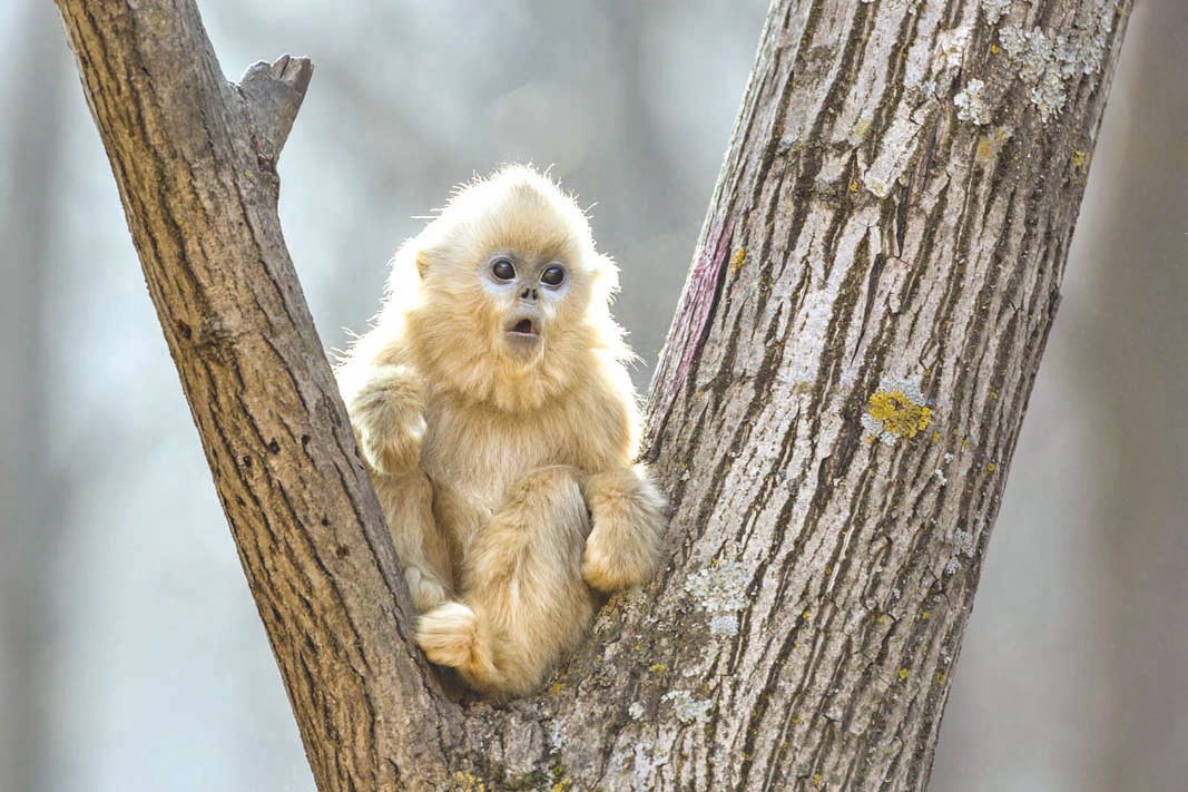 Tao-Tao, le singe doré rejette sa famille comme un « ado rebelle ».