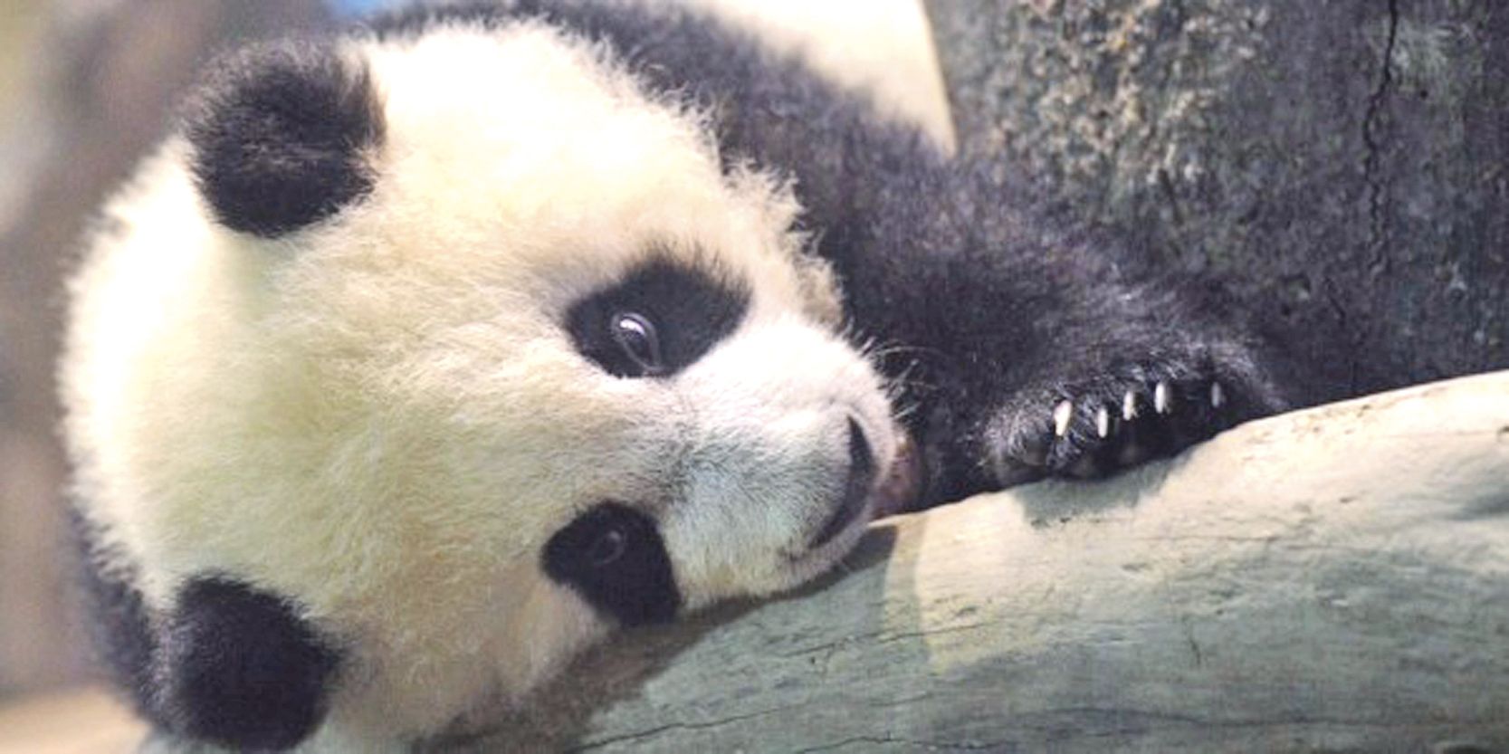 Yaya, la maman panda géante surveille de près son petit Mei Mei.