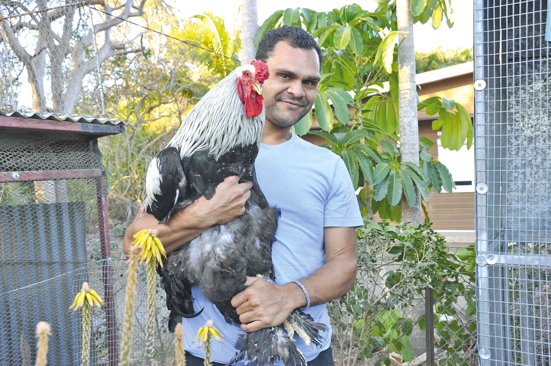 « Quand on connaît ce type d’animal, on se rend compte qu’il devient vite plus qu’une poule ». Ici, Emile Martin avec un coq de race brahma.