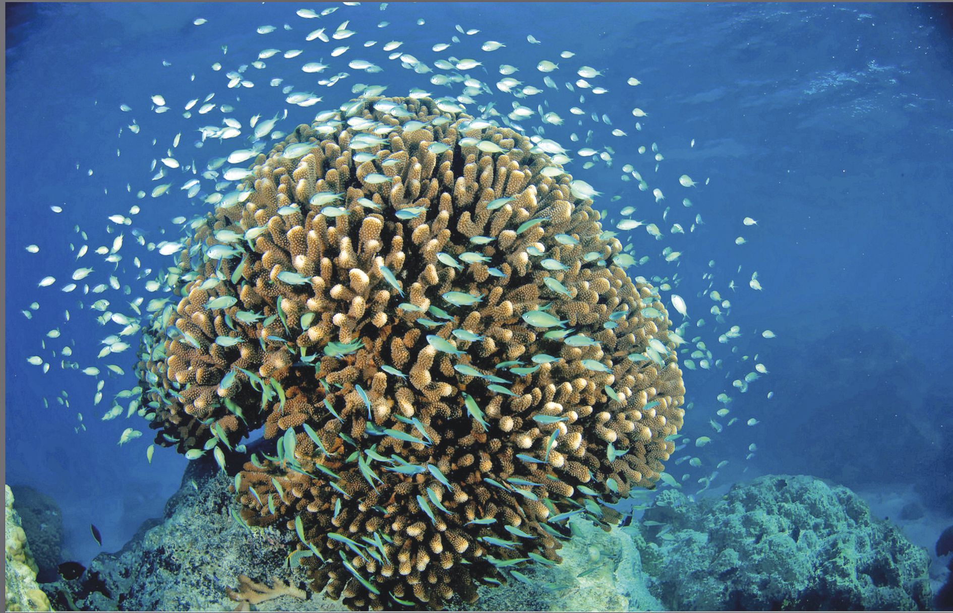 Les prélèvements sur les récifs sont autorisés par les autorités de chaque pays traversé.