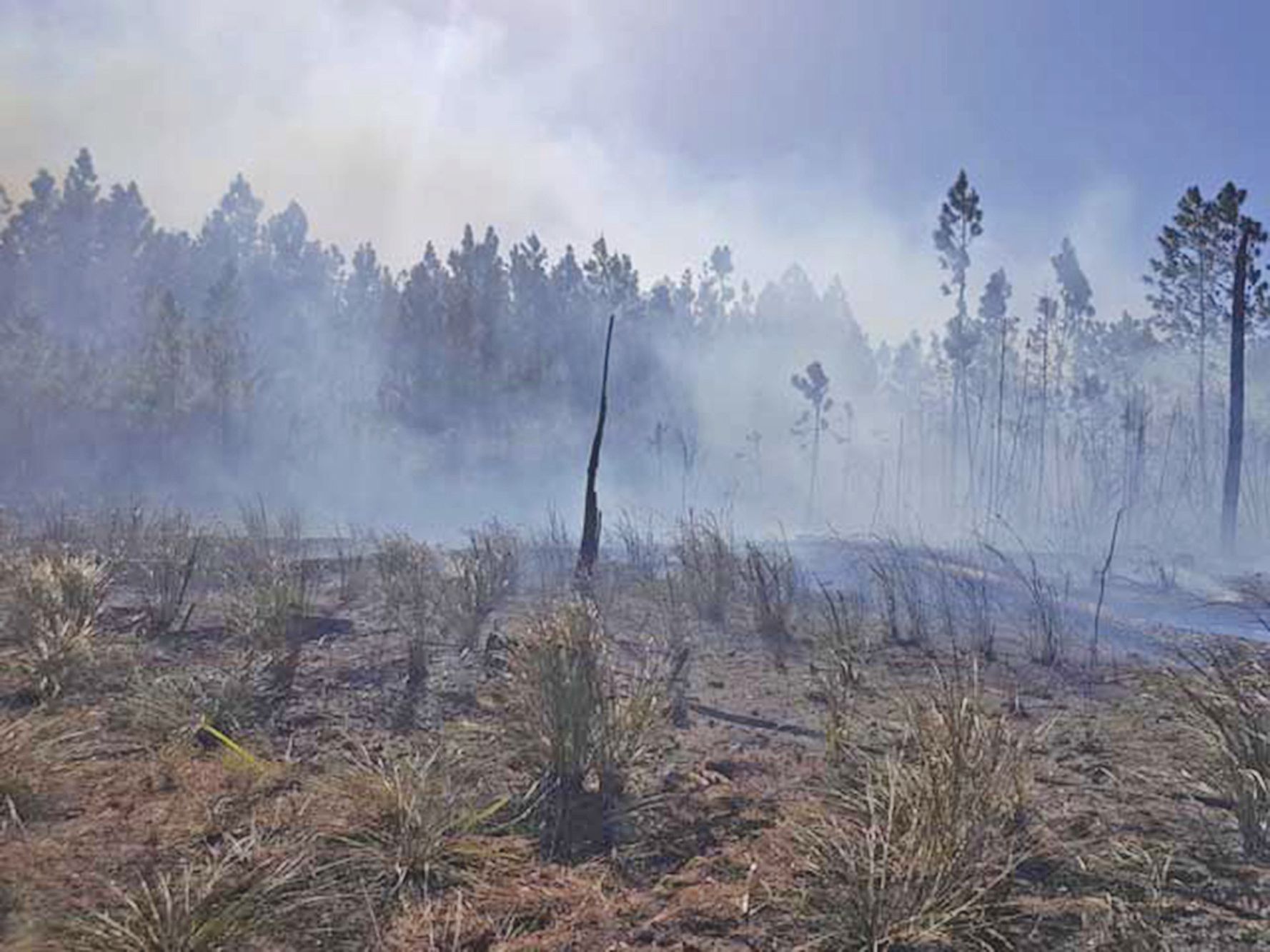 Au total, 126 hectares de végétation, et notamment des pinus, ont été détruits par l’incendie qui a sévi depuis jeudi midi.
