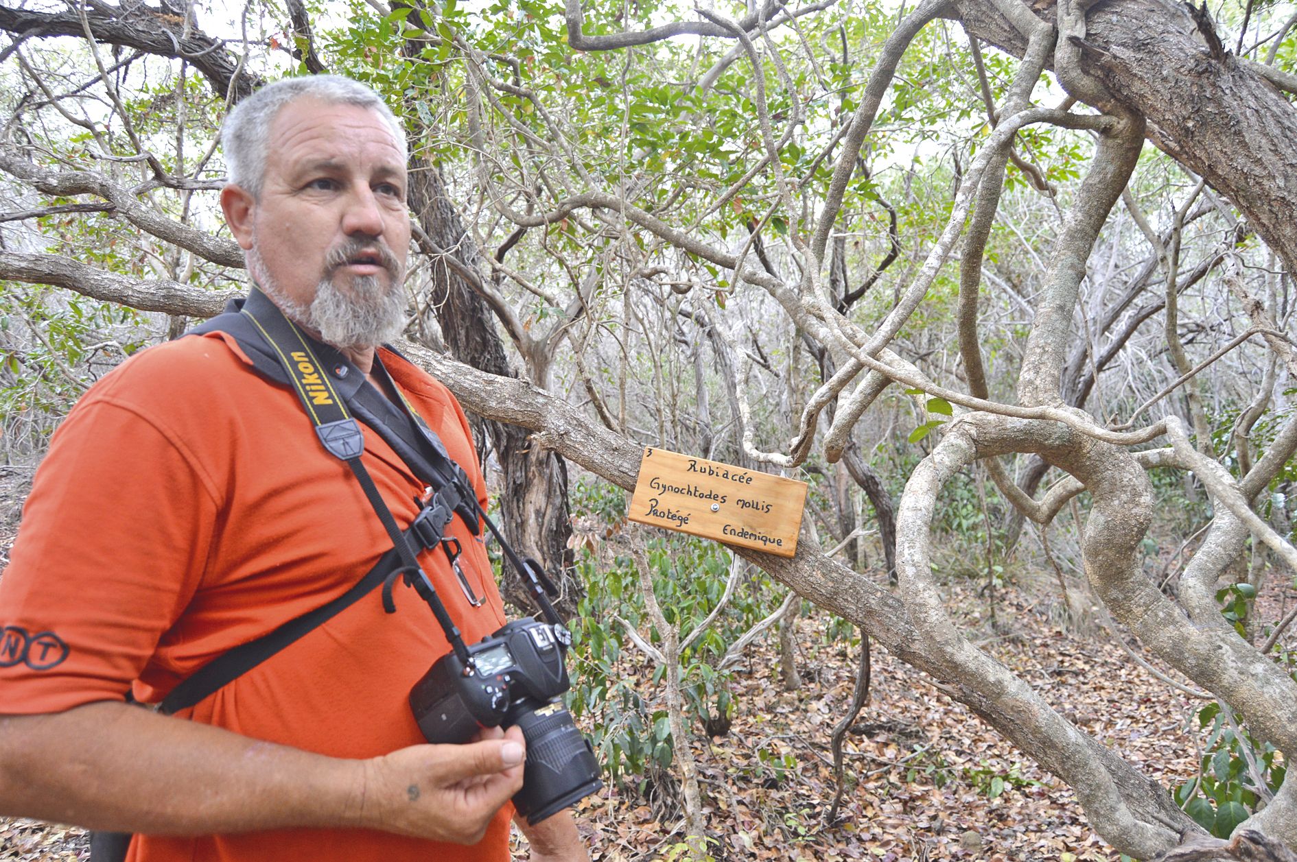Témala. Glenn Bernanos guide, d’un pas leste, entre les  essences de forêt sèche et de maquis minier.