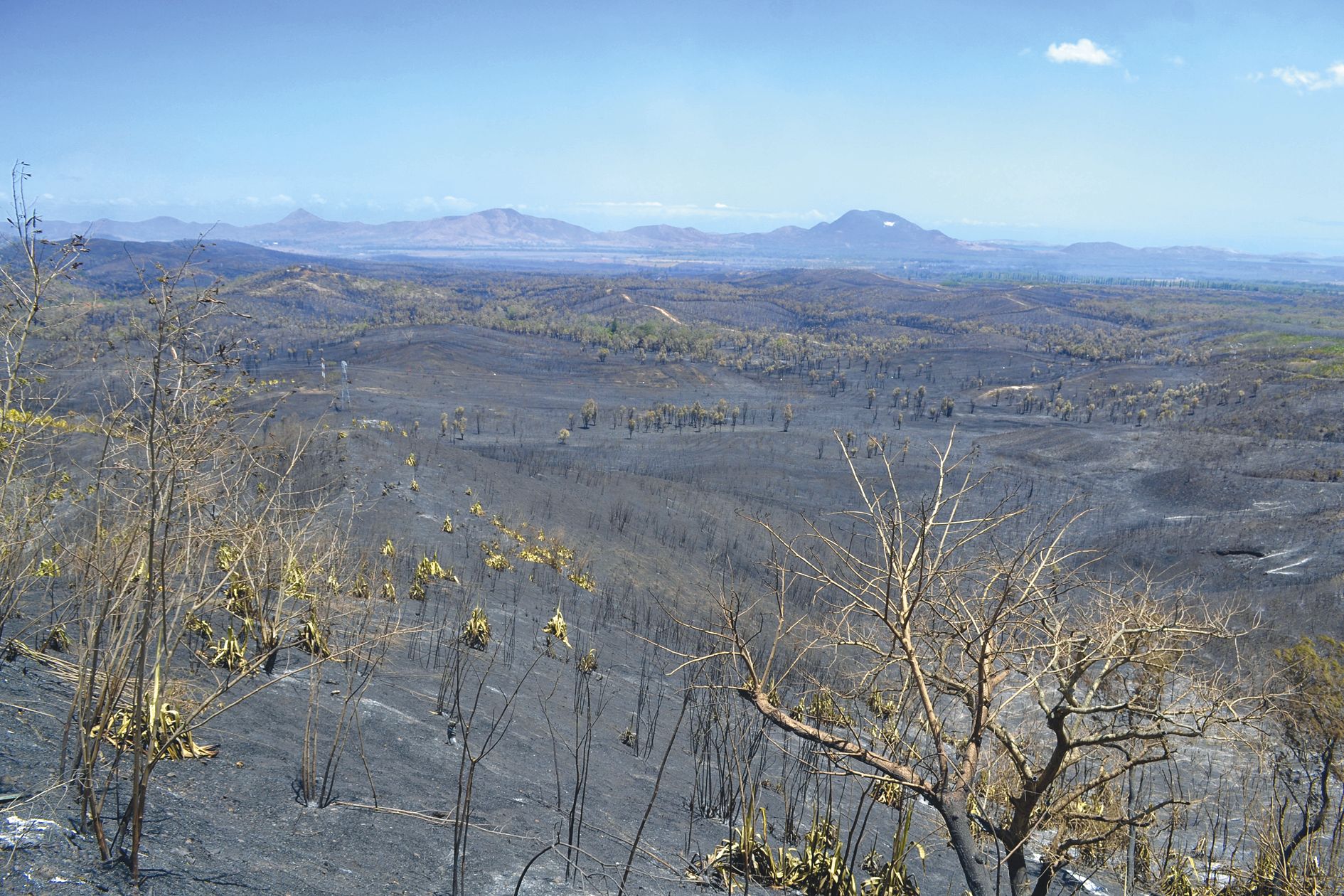 Décor lunaire entre Bangou et Tontouta, où 1 600 hectares sont partis en fumée en deux jours, dont 1 300 dans la seule journée de jeudi. Un triste record dans le secteur.
