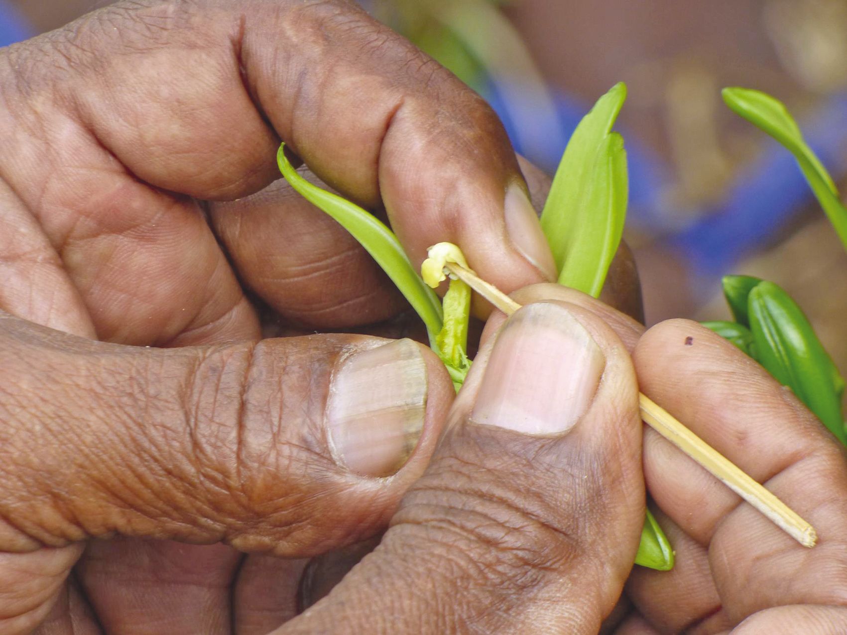 Lues Rokuad, président de l’association Vanille de Mou, a expliqué  le principe du mariage de la vanille.