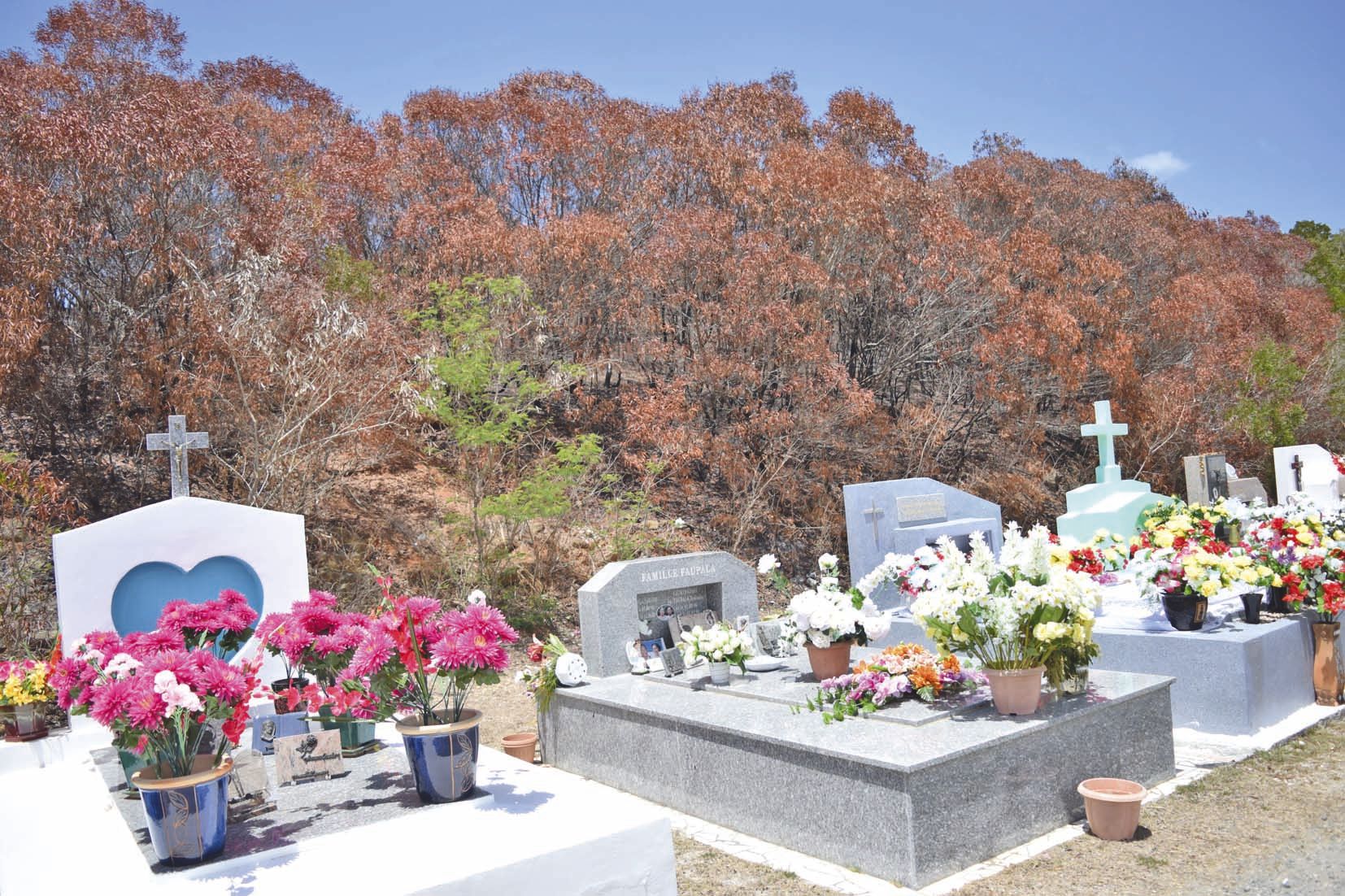 Même au cimetière de Païta, les cicatrices sont bien visibles. A deux pas des tombes, les arbres ont pris des couleurs d’automne boréal surréalistes. Qui contrastent avec les fleurs en plastique multicolores déposées pour la Toussaint.
