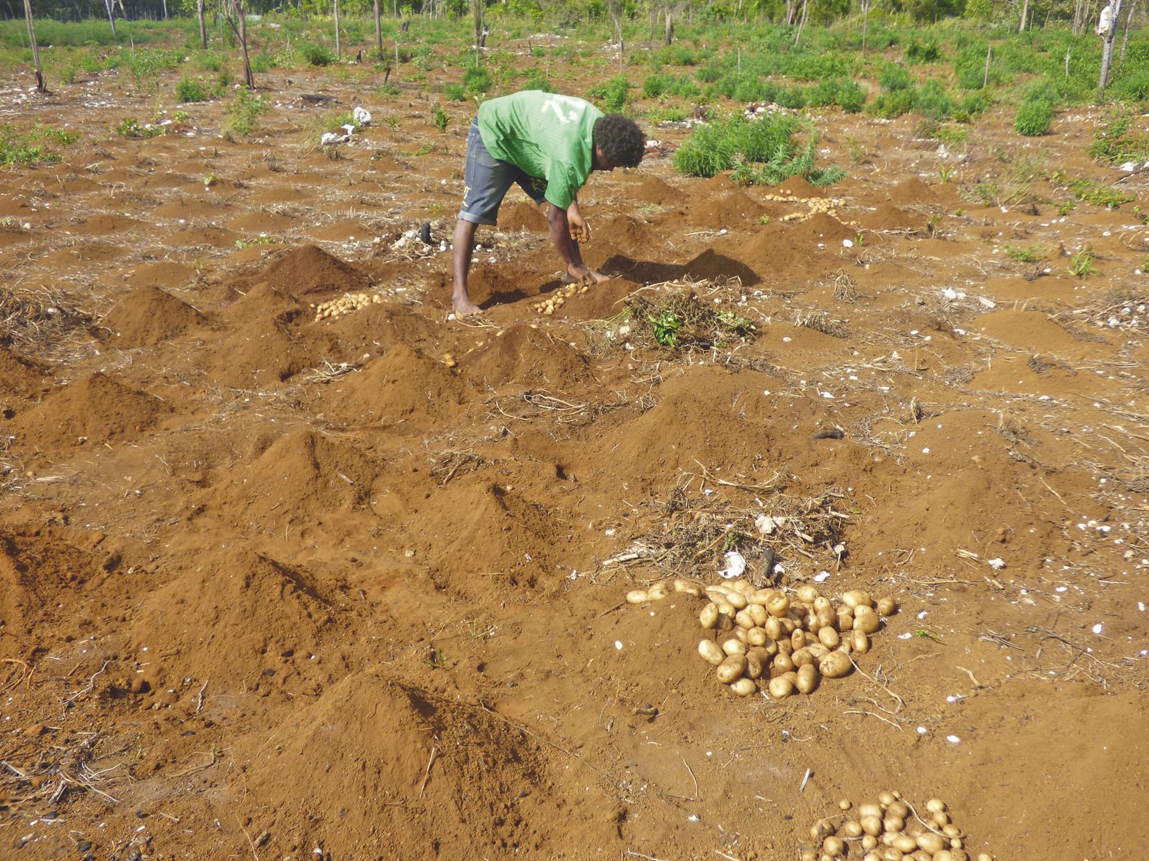 Sur la parcelle collective, les jeunes cultivateurs espèrent récolter près d’une tonne et demie de pommes de terre.