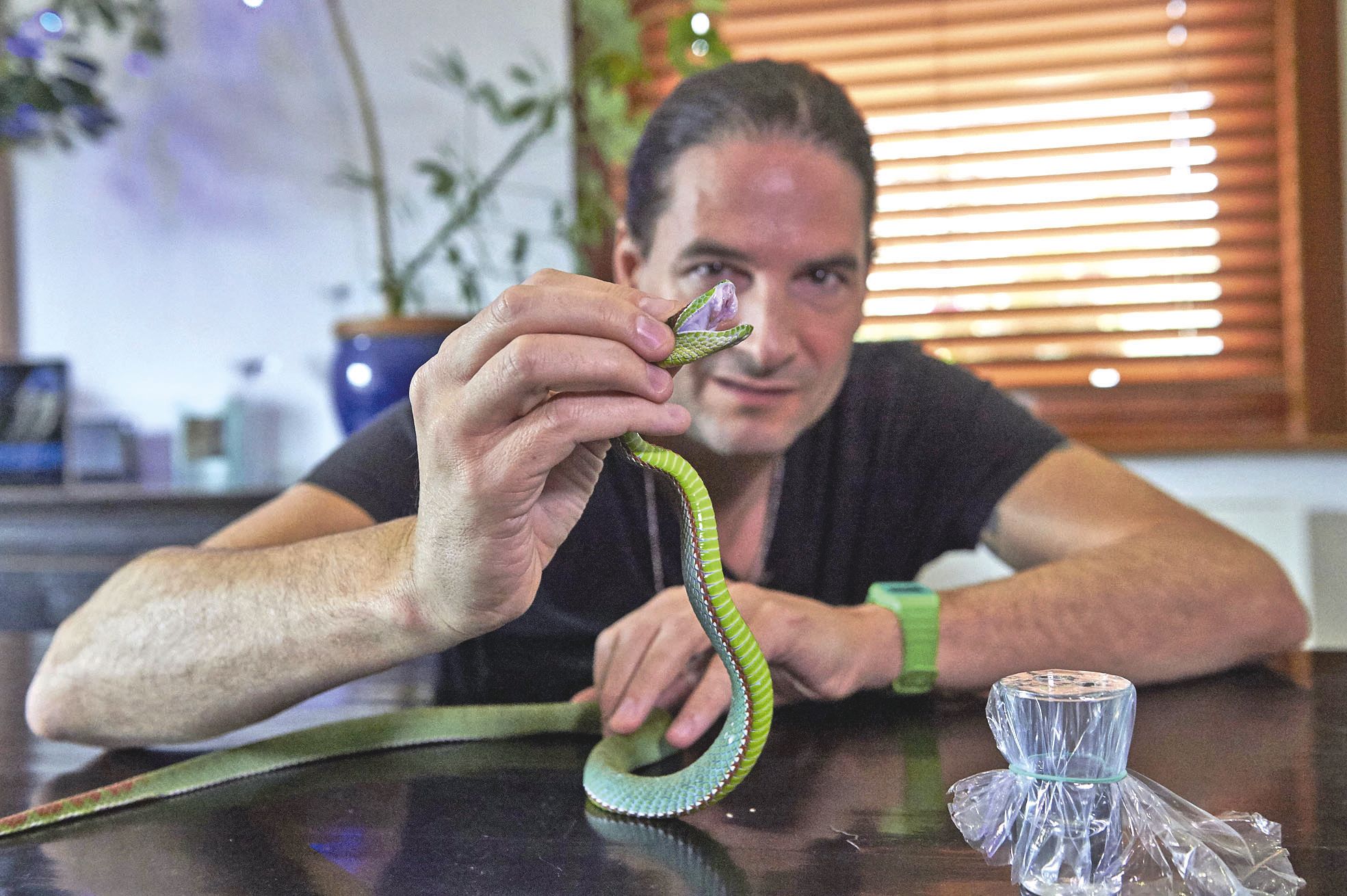Steve Ludwin tient ici un Trimeresurus popeiorum, une vipère qui vit habituellement dans le Sud-Est asiatique.