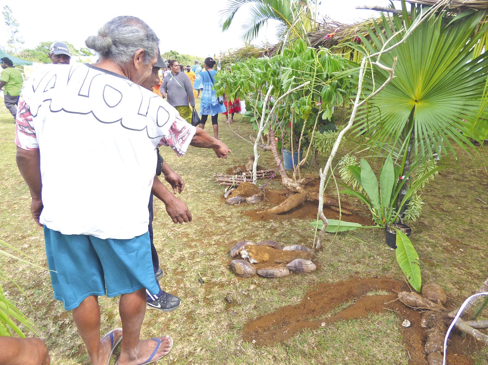 La tribu a de nouveau mis en valeur des spécimens  particuliers comme les maniocs poulpes ou maniota carry.