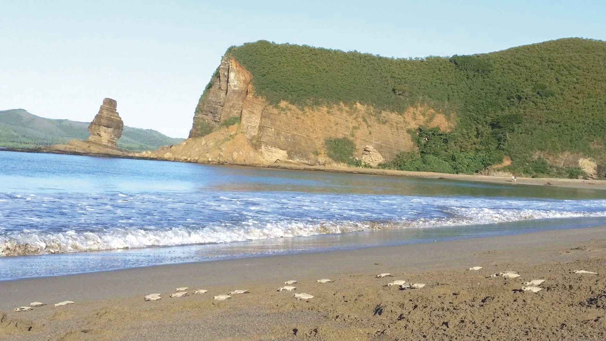 L’an dernier, les scientifiques ont enregistré un record de ponte jamais vu depuis dix ans.