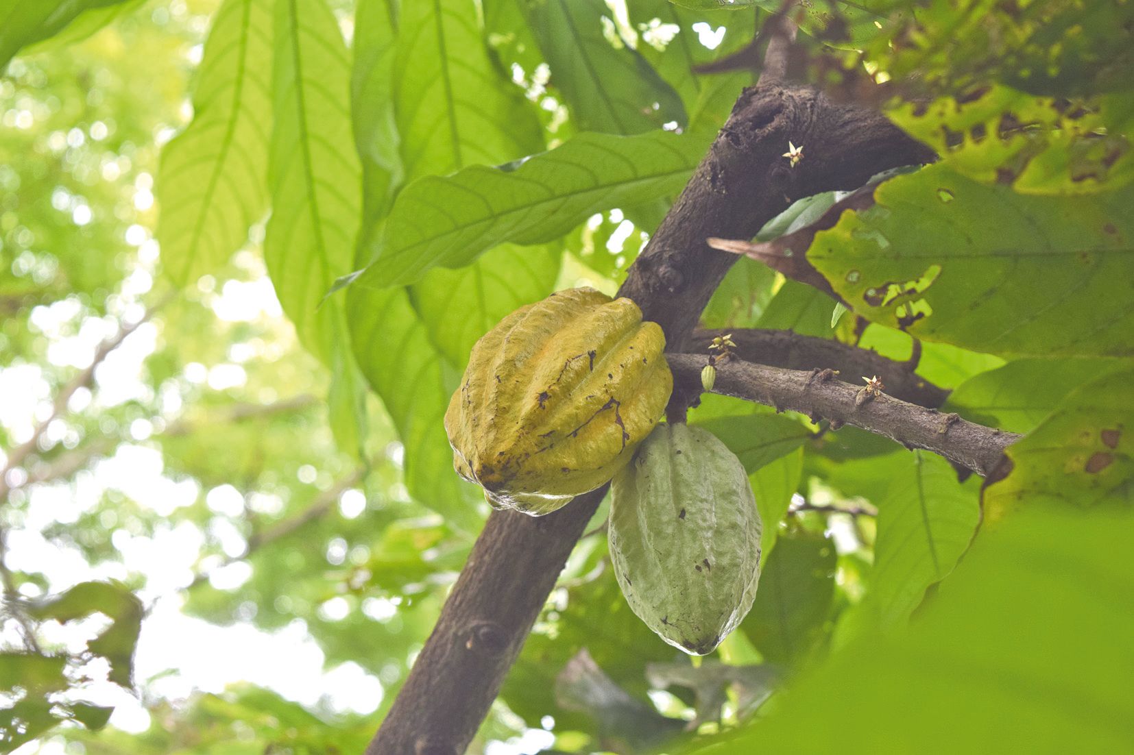Au Vanuatu, il n’y a qu’un pas de l’arbre à l’étal. Pour le cacao (à droite), produit de valeur, l’association Activ  encourage les producteurs à améliorer la qualité et en tire maintenant des chocolats noirs haut de gamme.
