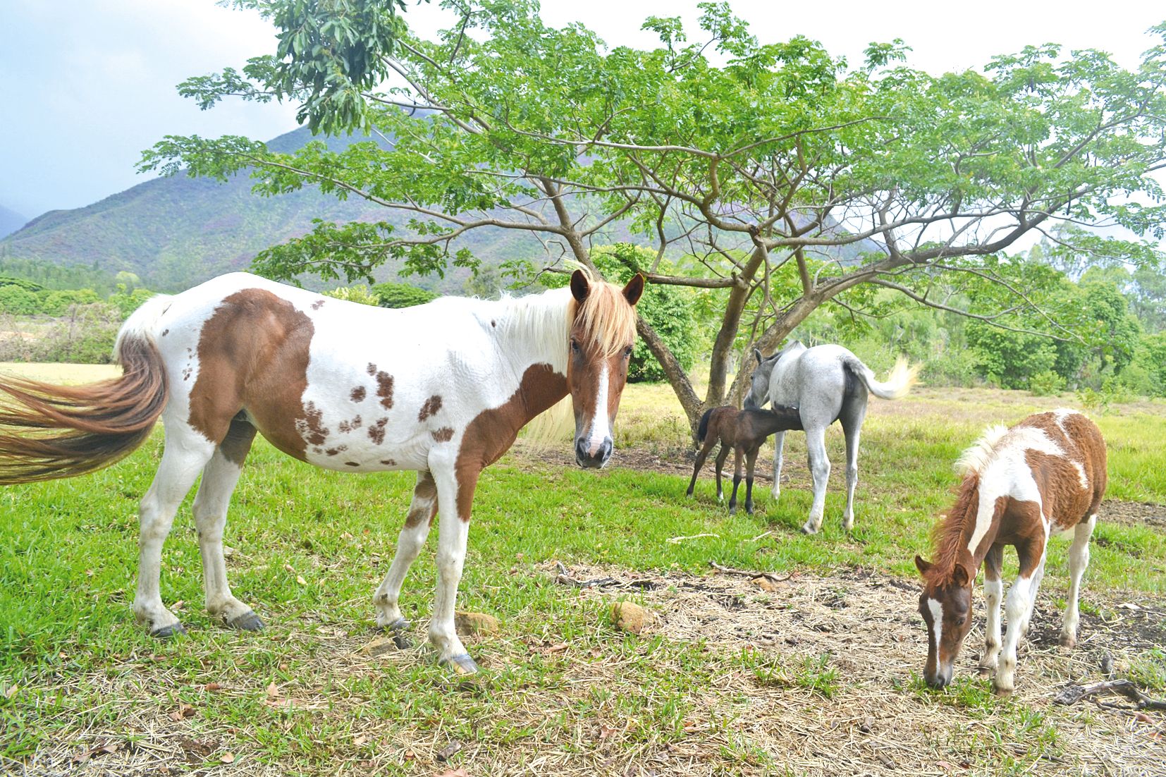 La commune de Païta concentre un grand nombre de chevaux avec pas moins d’une  dizaine d’élevages.